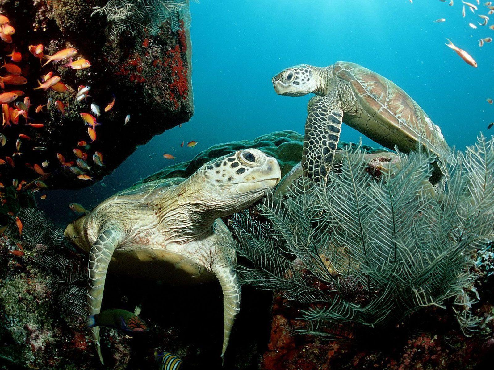 1600x1200 Sea Animals Wallpaper