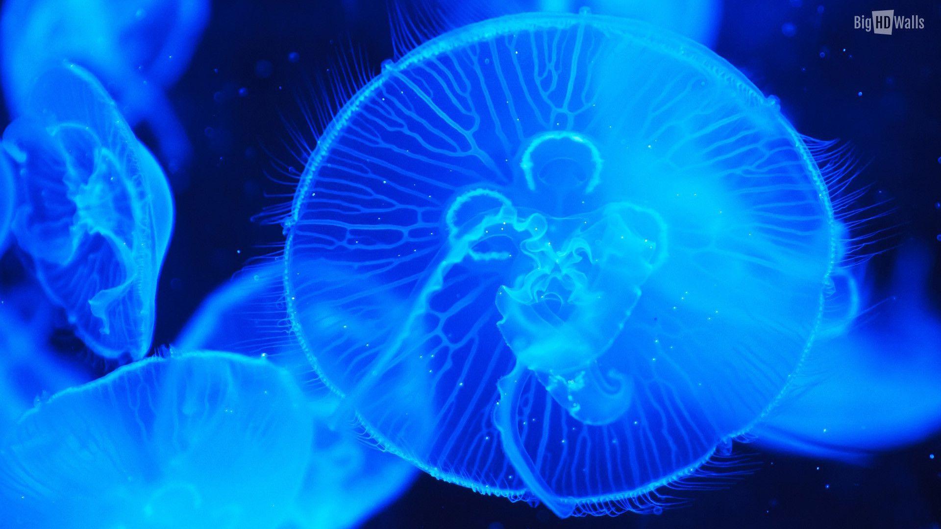 1920x1080 Sea Animals Wallpaper