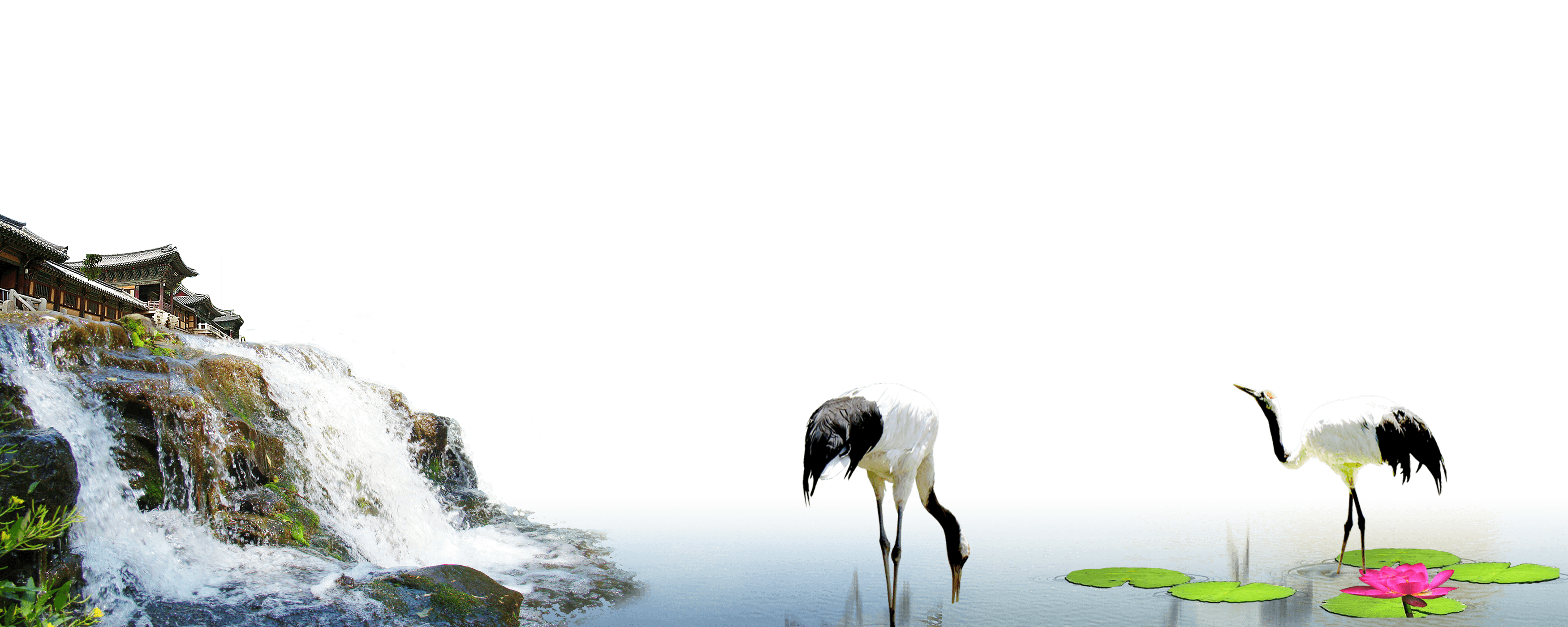 3500x1400 Red Crowned Crane Bird Siberian Crane Wallpaper Falls Under
