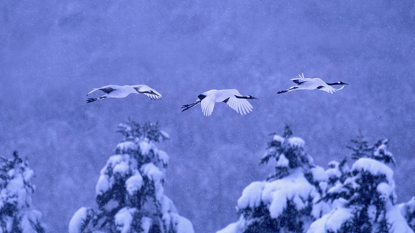 1366x768 Bing Wallpaper Archive