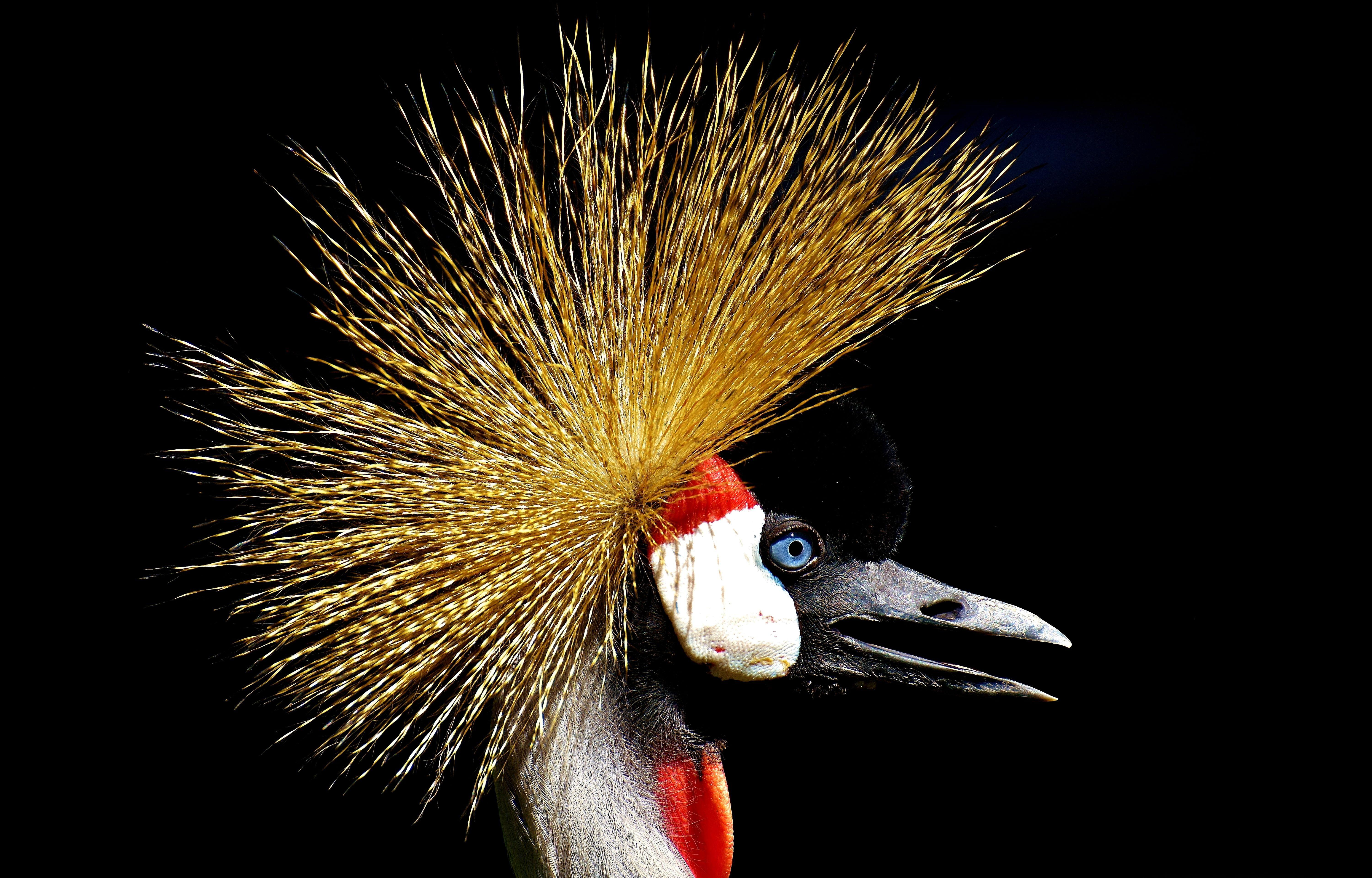6000x3843 Photography Of Gray Crowned Crane HD Wallpaper