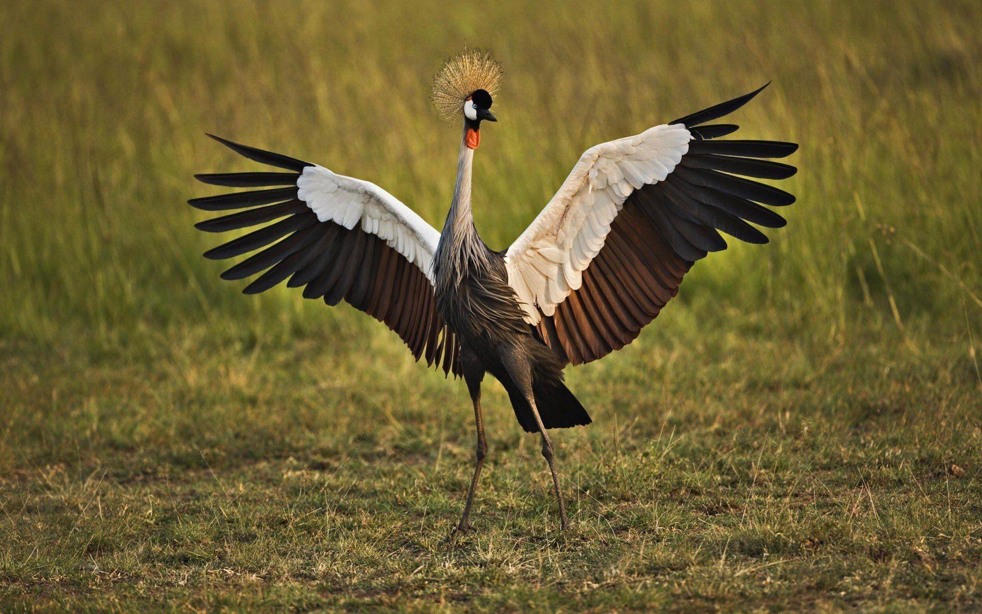 1920x1200 Birds cranes Grey Crowned Crane wallpaperx1200