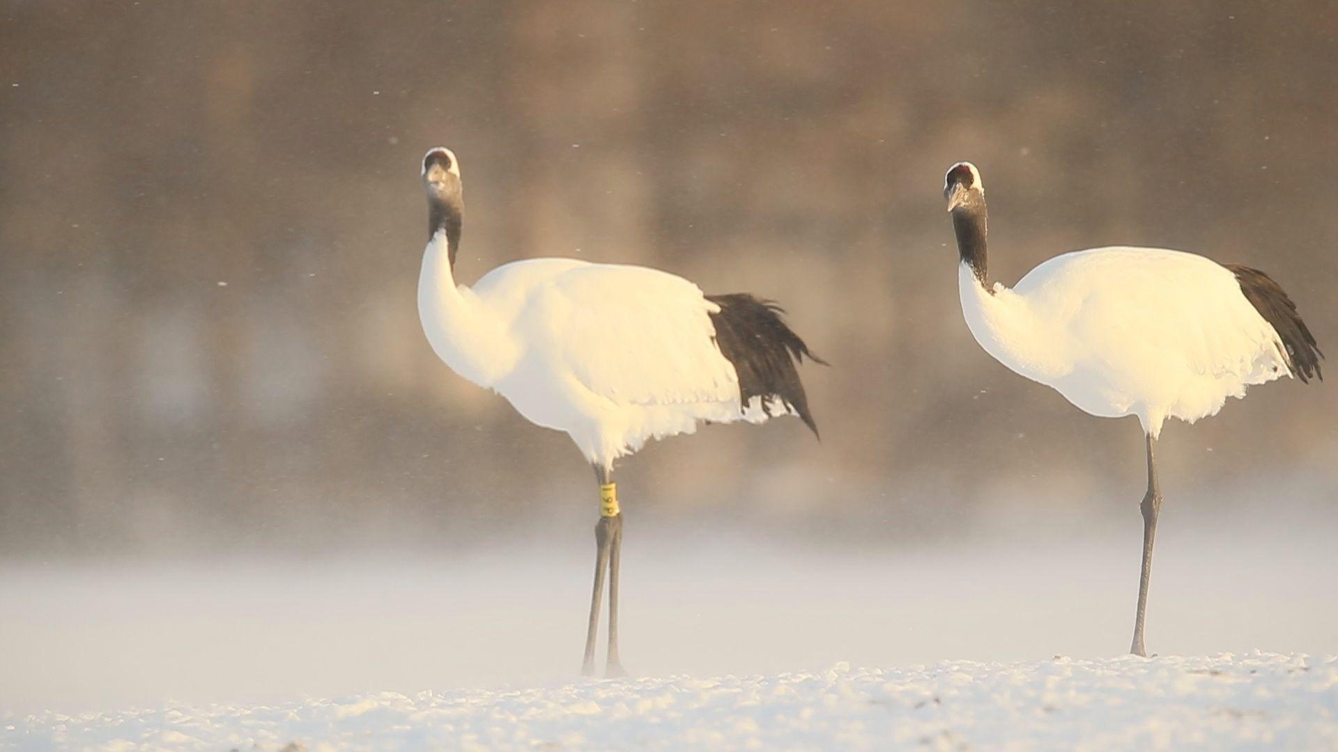 Red-crowned Crane Wallpapers - Top Free Red-crowned Crane Backgrounds ...