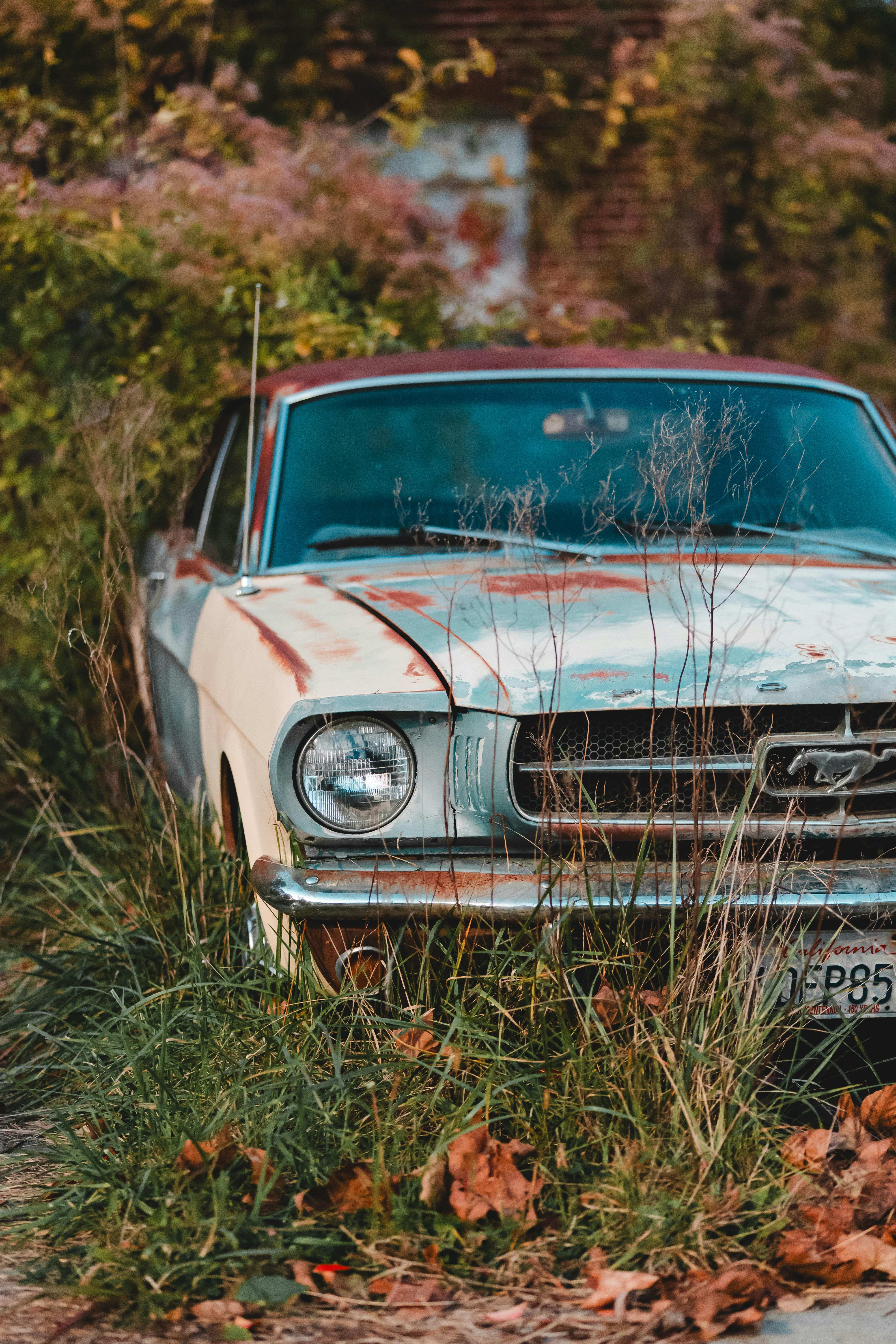 4000x6000 Mustang Photo, Download The BEST Free Mustang & HD Image