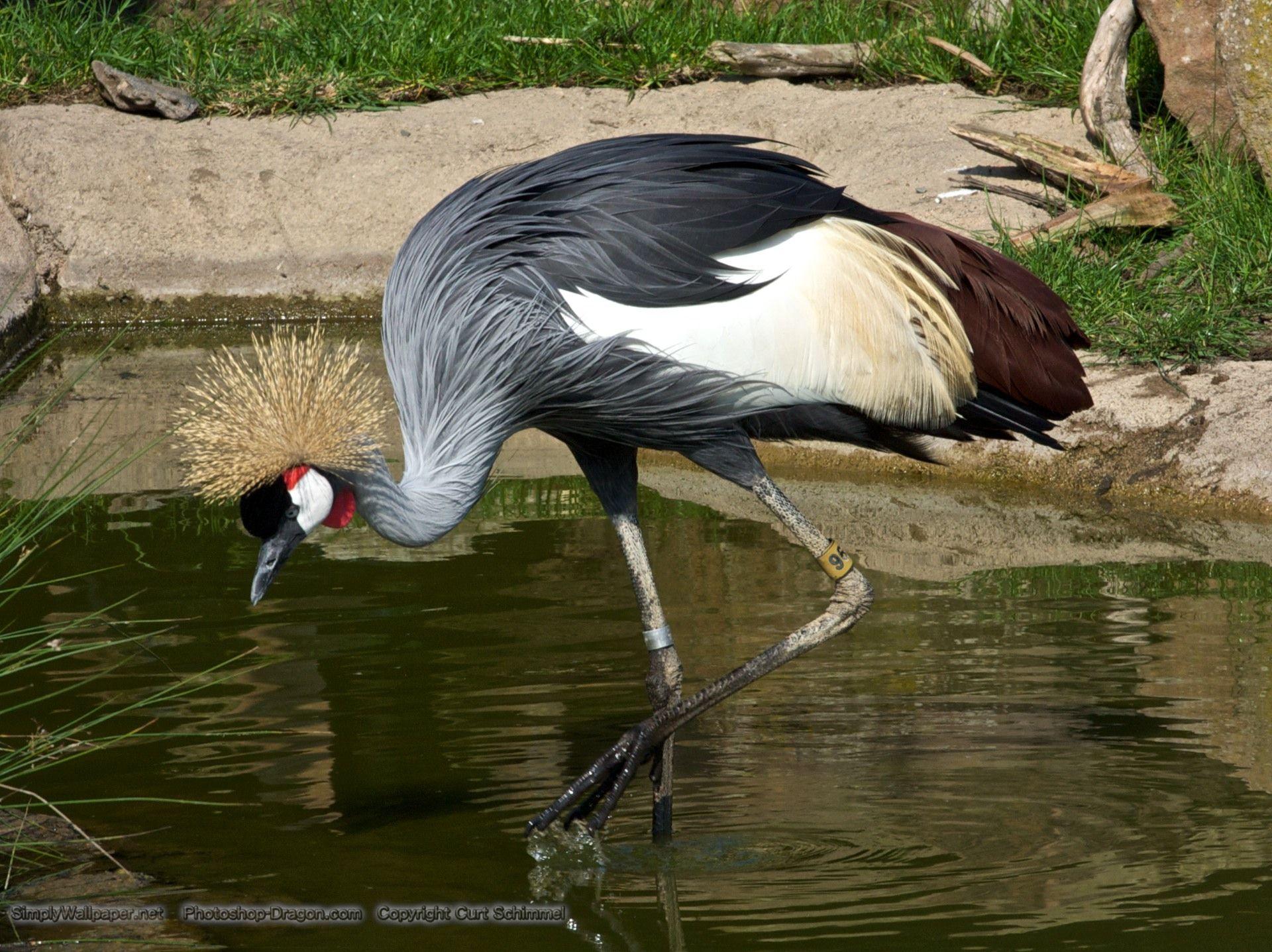 1920x1437 Grey Crowned Crane in the Water Desktop Wallpaper