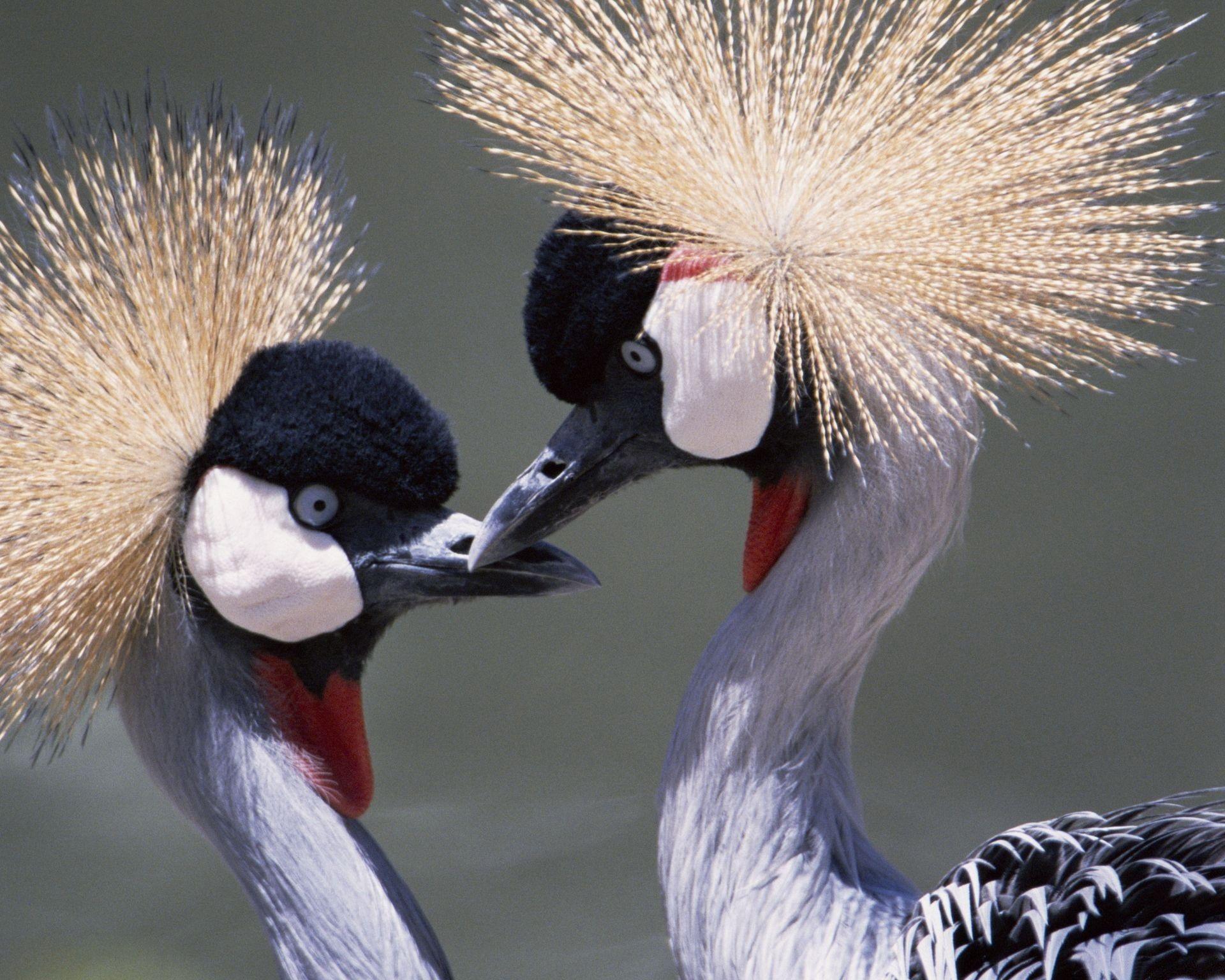 Red-crowned Crane Wallpapers - Top Free Red-crowned Crane Backgrounds