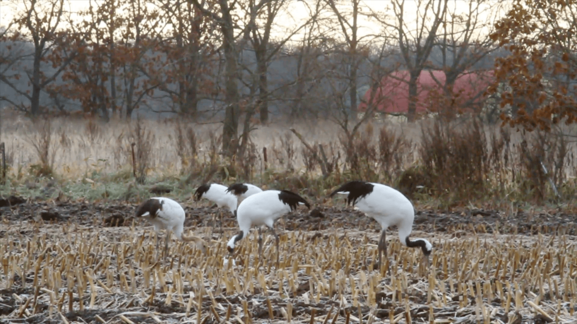 1920x1080 Red crowned Crane Colony Red crowned Crane flock in the land
