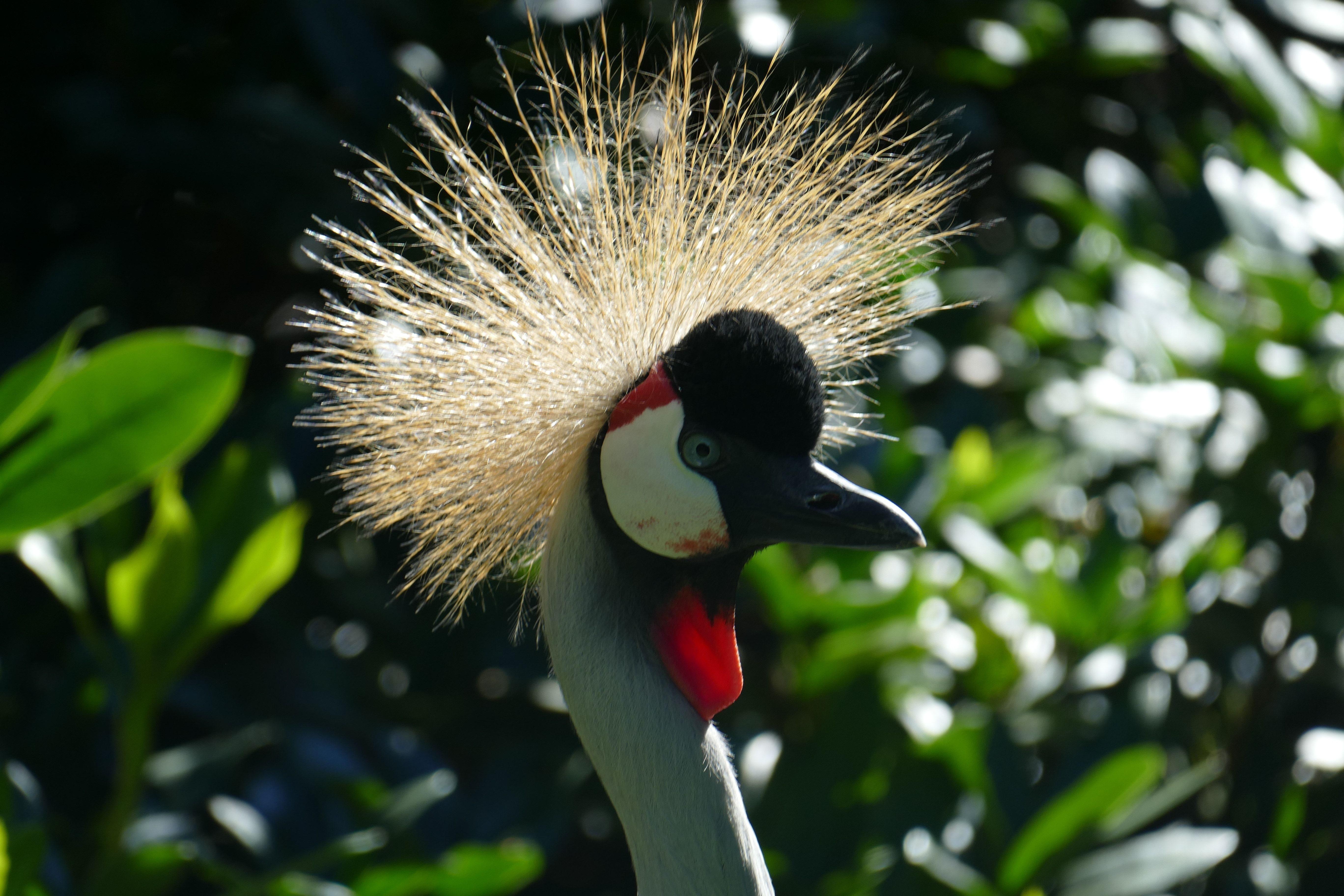 5472x3648 crowned crane bird free image