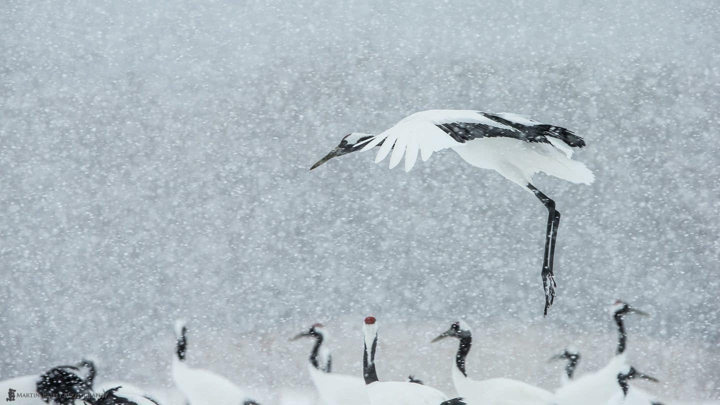 1440x810 Red Crowned Crane Archives • Martin Bailey Photography