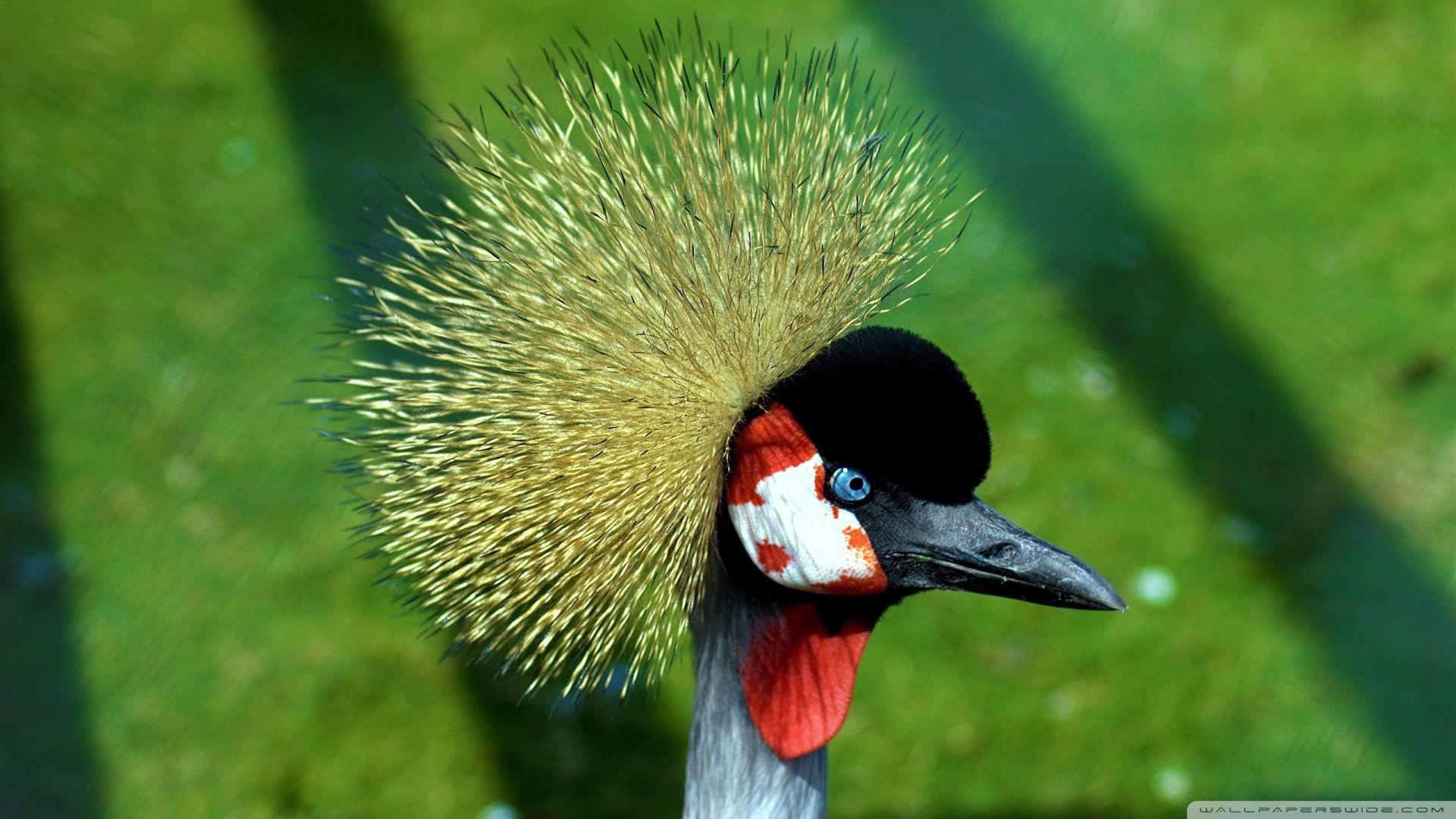 1920x1080 Download Crowned Crane Wallpaper 1920x1080