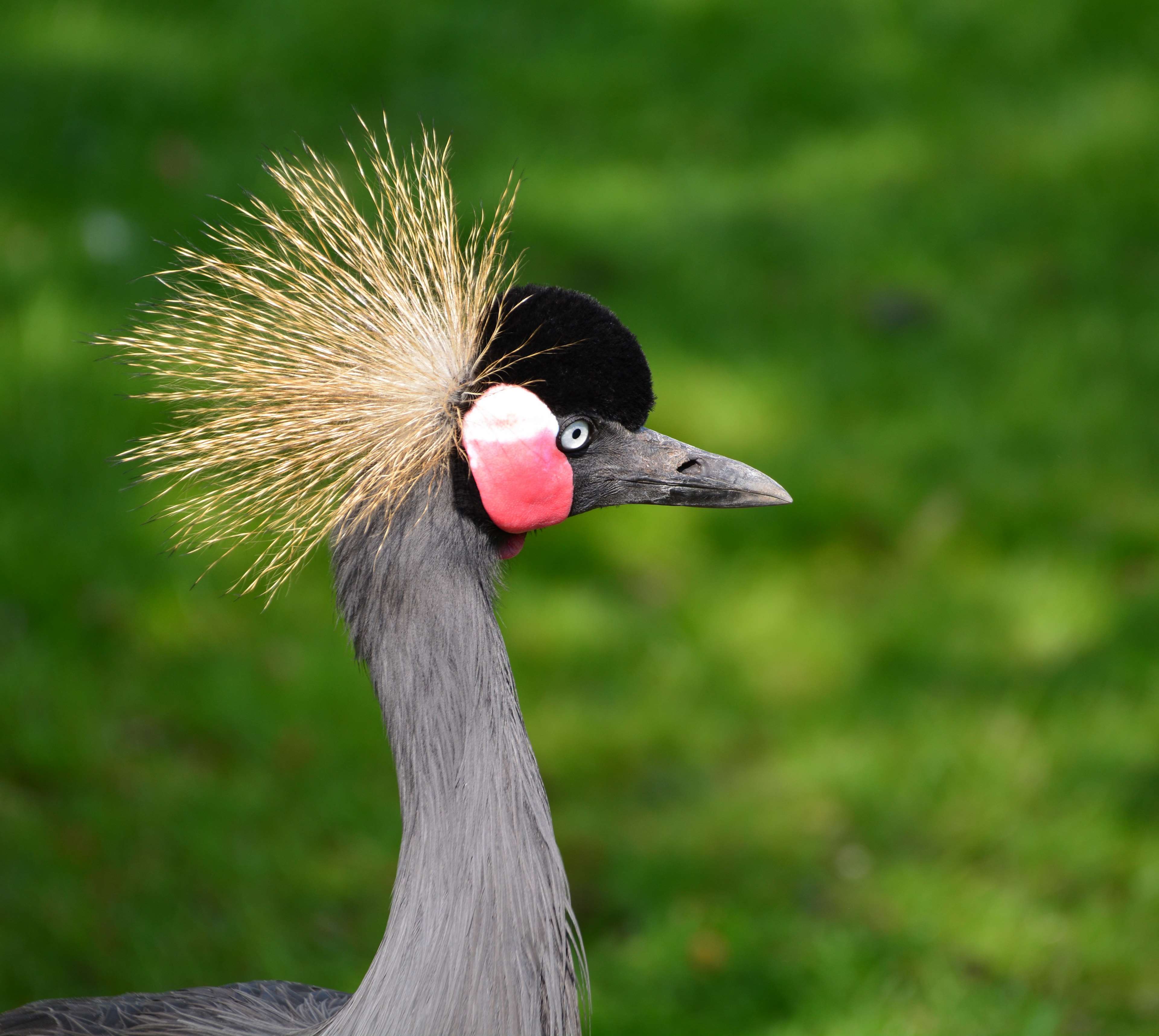 3840x3432 red crowned crane