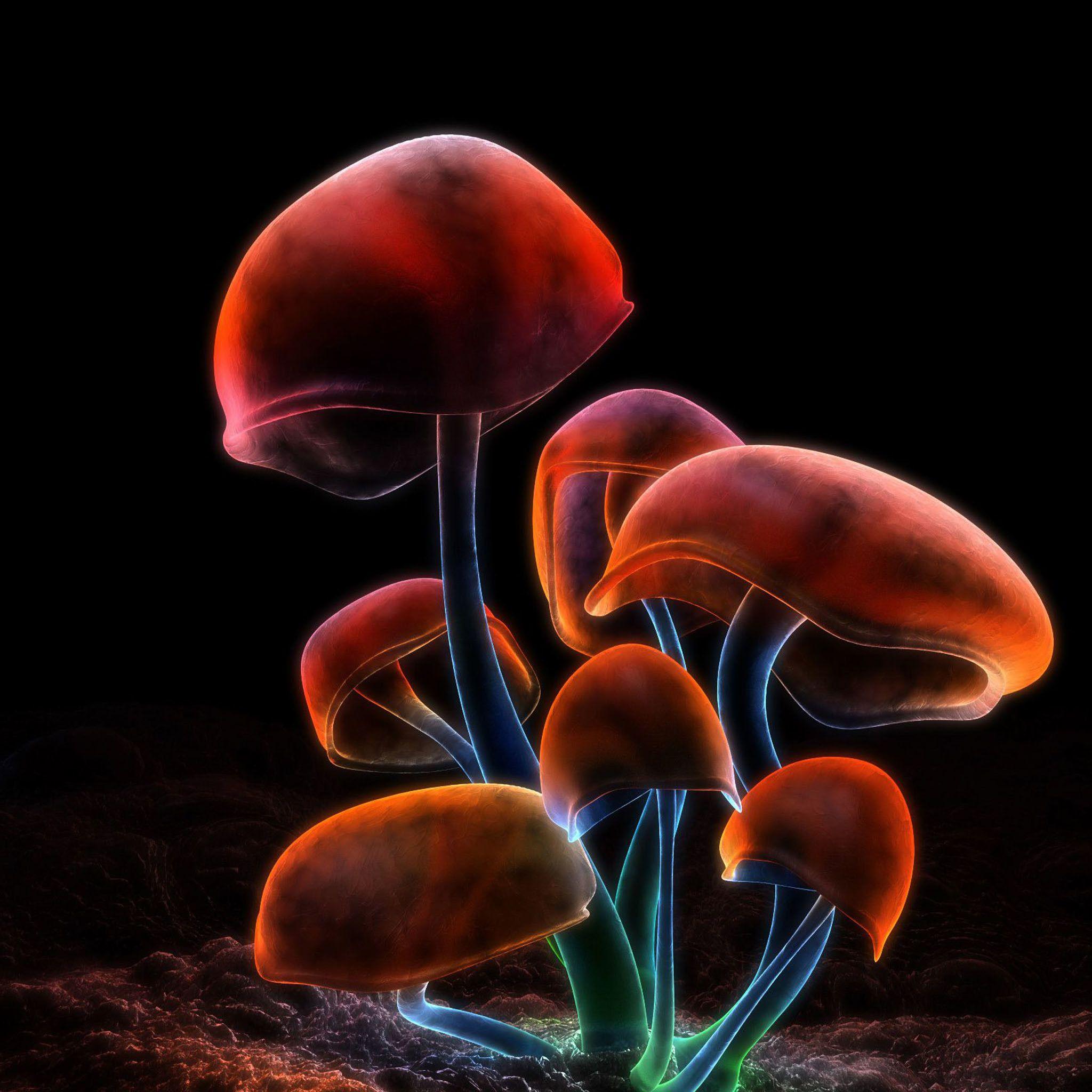 2048x2048 2048x Download Mushrooms 2048 X 2048 Wallpaper