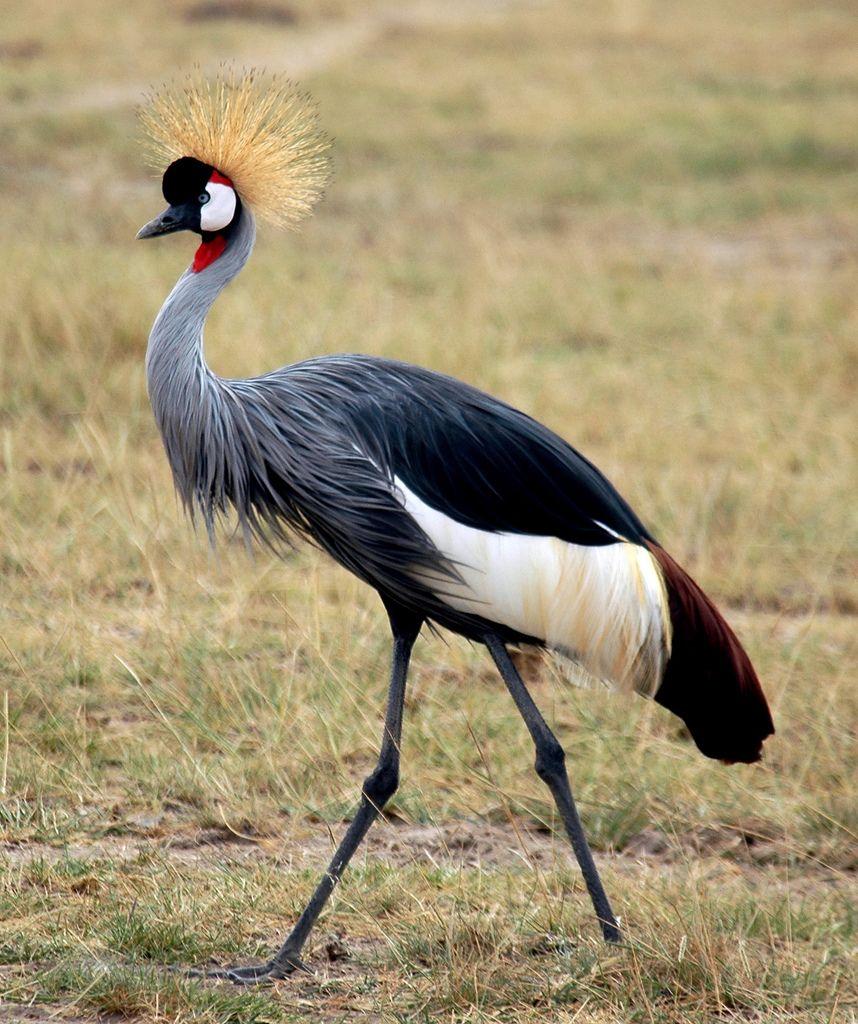 858x1024 Grey Crowned Crane wallpaper, Animal, HQ Grey Crowned Crane