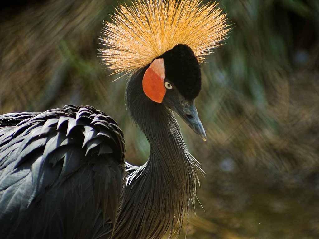 1024x768 African Crowned Crane Birds Wallpaper, HD Creative African