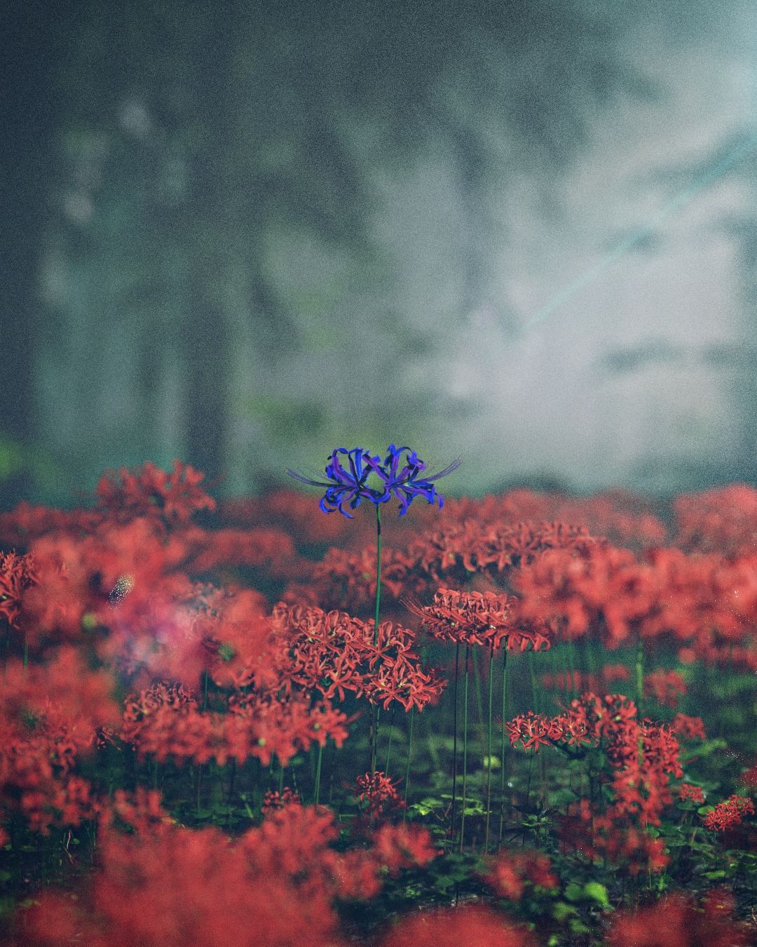 1080x1350 Muzan's Blue Spider Lily in a Sea of Red