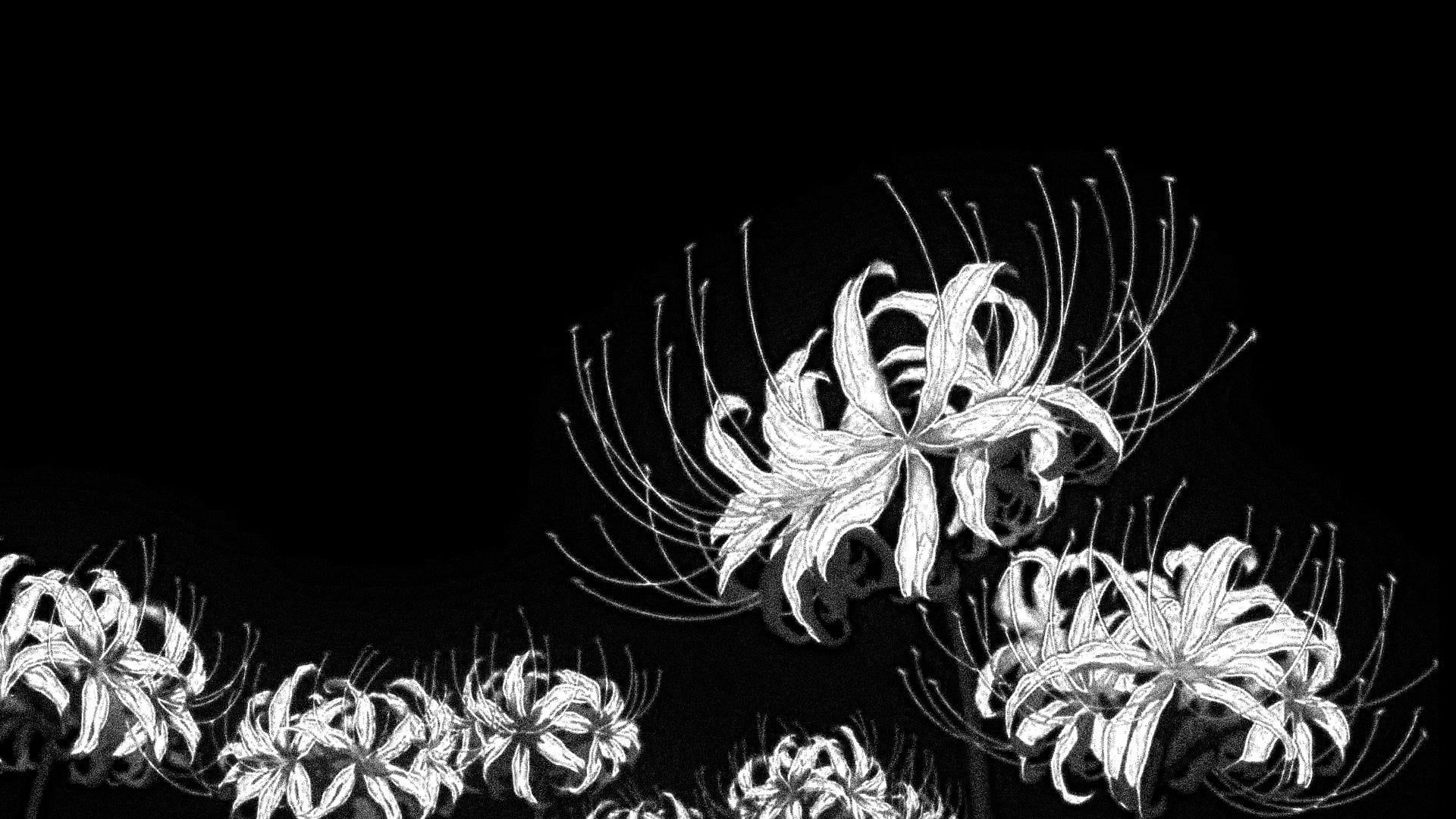 1920x1080 Blue spider lily but they are not blue (1920x1080)