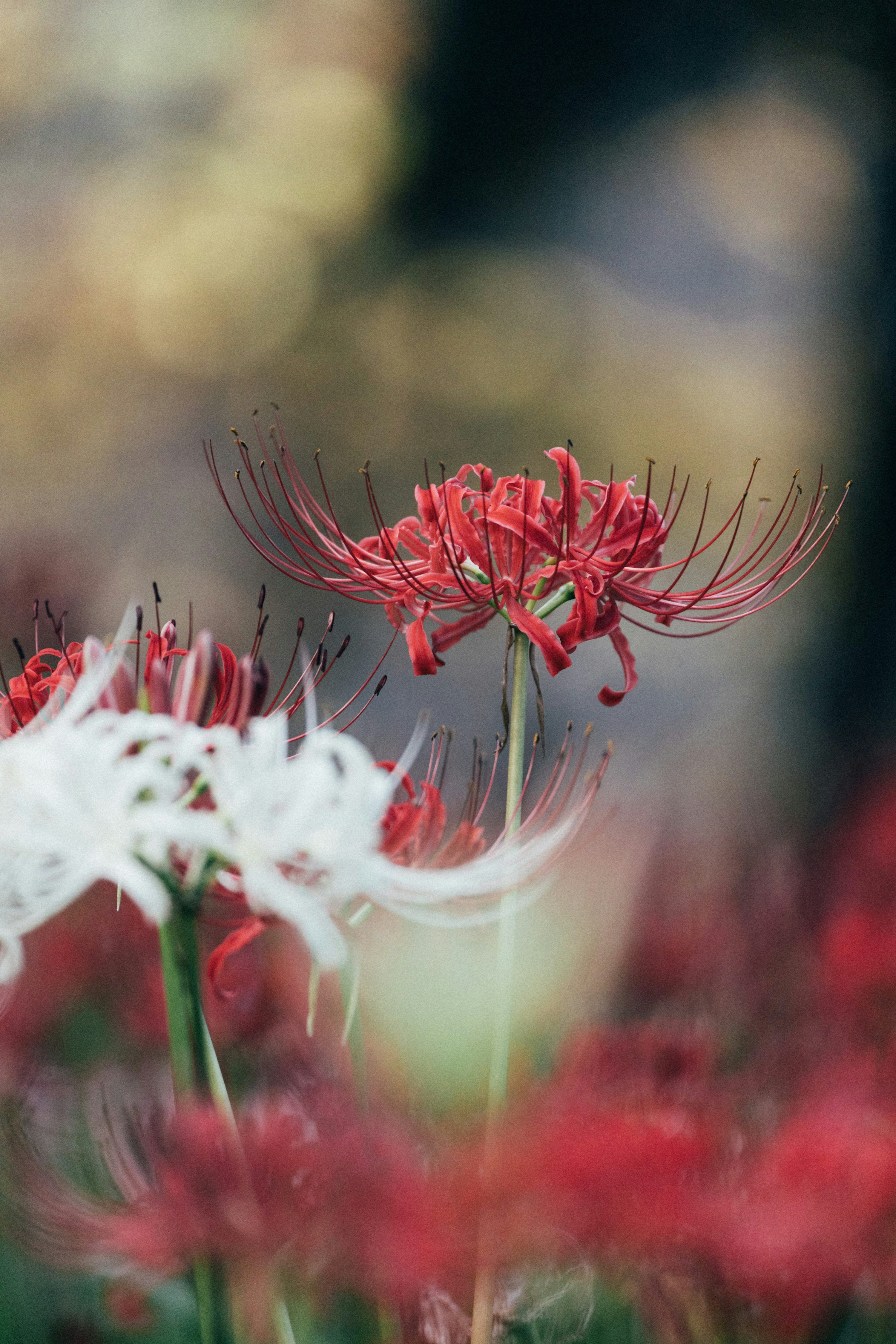 3000x4499 Red spider lilies bloom in a blurred garden setting photo