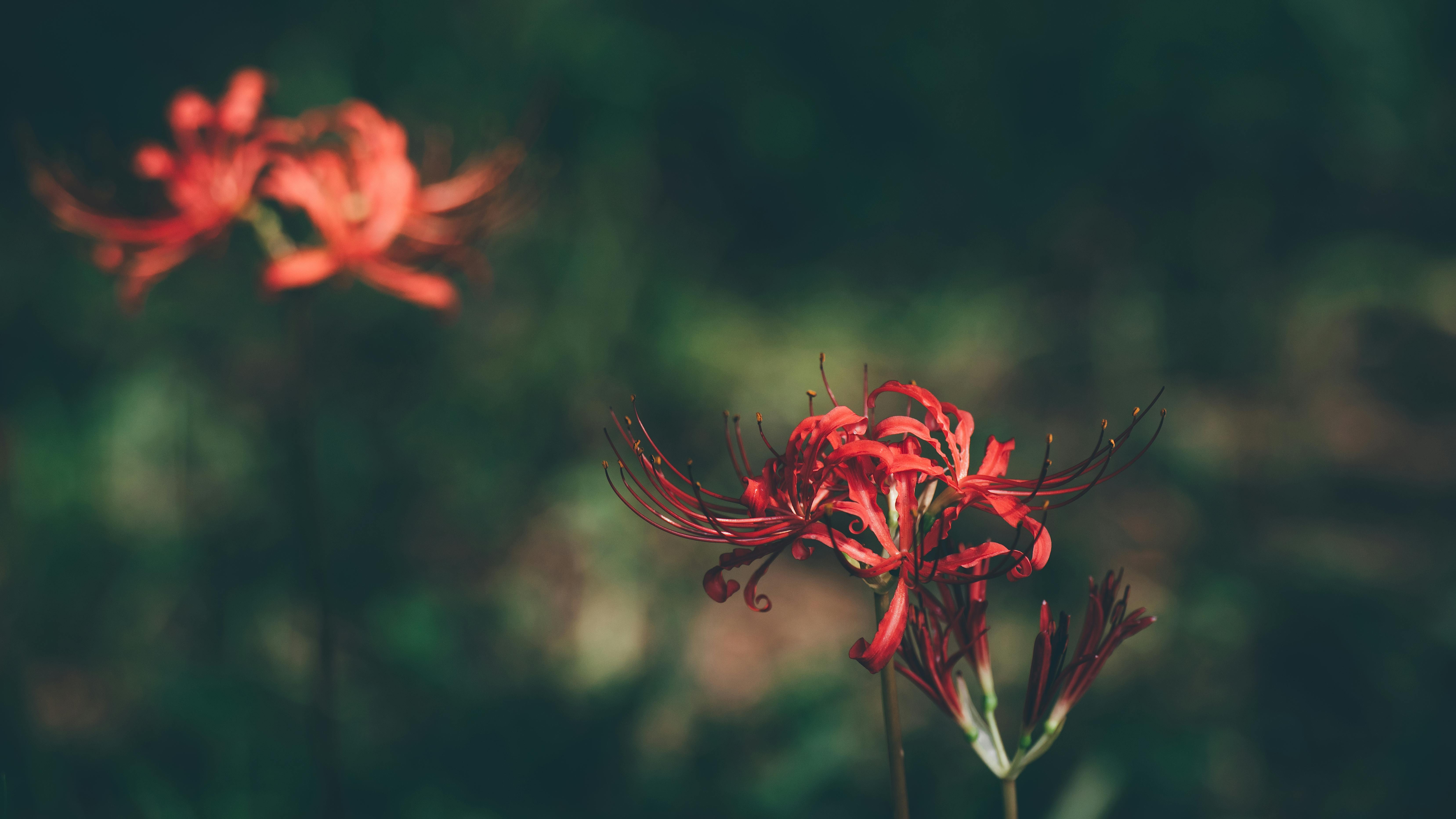 6629x3729 Lycoris Radiata Photo, Download The BEST Free Lycoris Radiata & HD Image