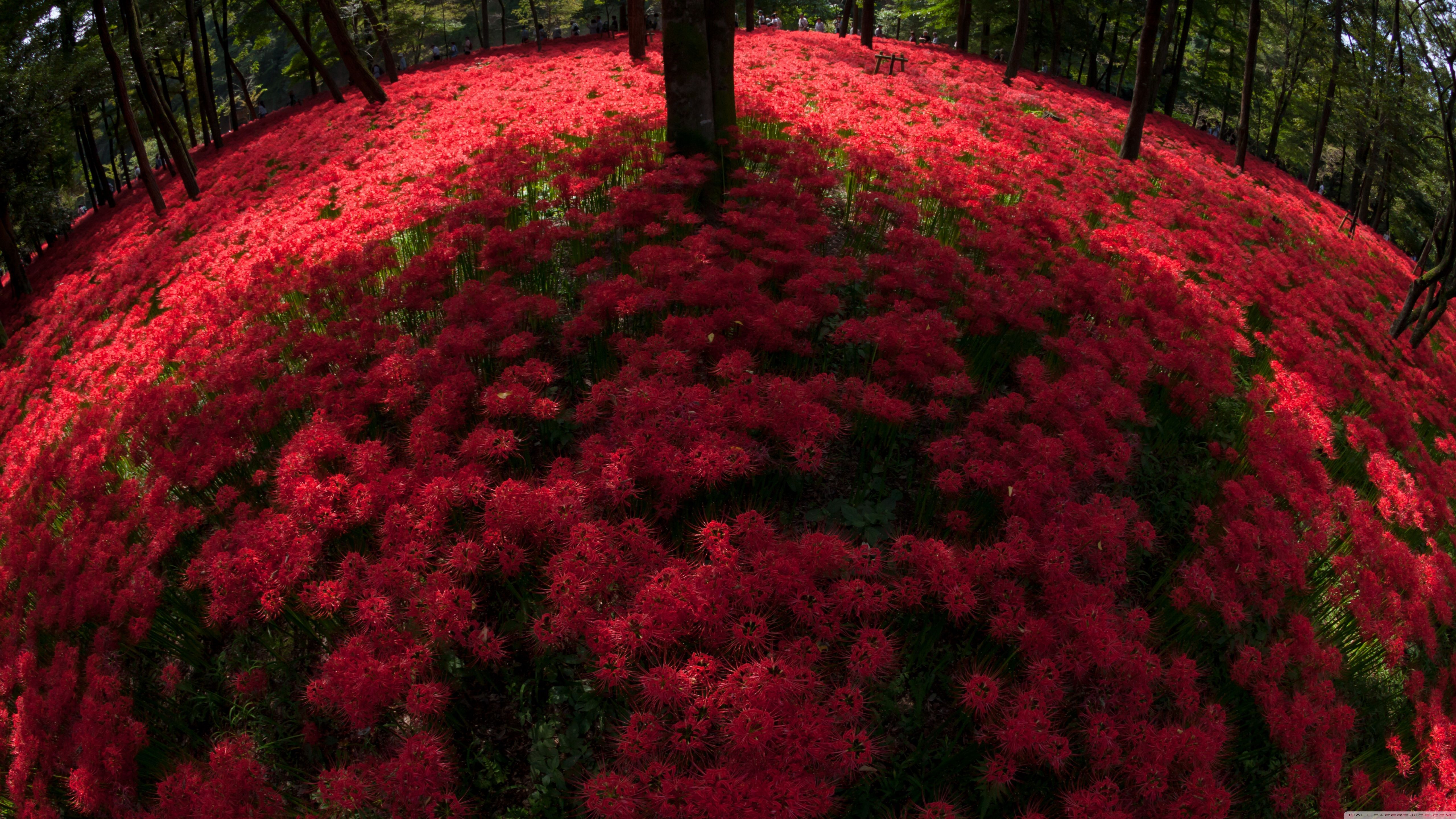 5120x2880 Red Spider Lilies Blooming By Trees 4K UHD Wallpaper for UltraHD Desktop and TV : Widescreen and UltraWide Display : Dual and Triple Monitor : Smartphone and Tablet Devices