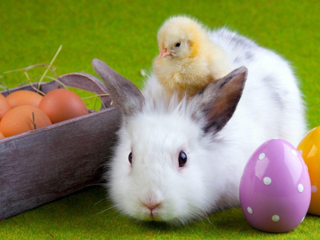 1024x768 Download wallpaper 1024x768 rabbit, chicken, eggs, easter