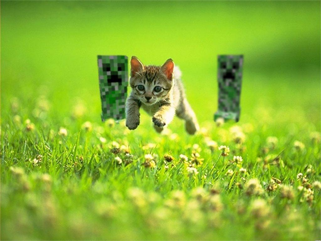1024x768 Cats Minecraft Wallpaper