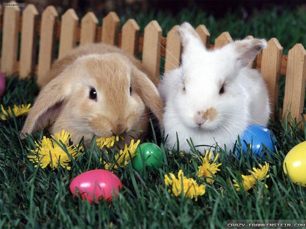 1024x768 Easter Bunny wallpaper