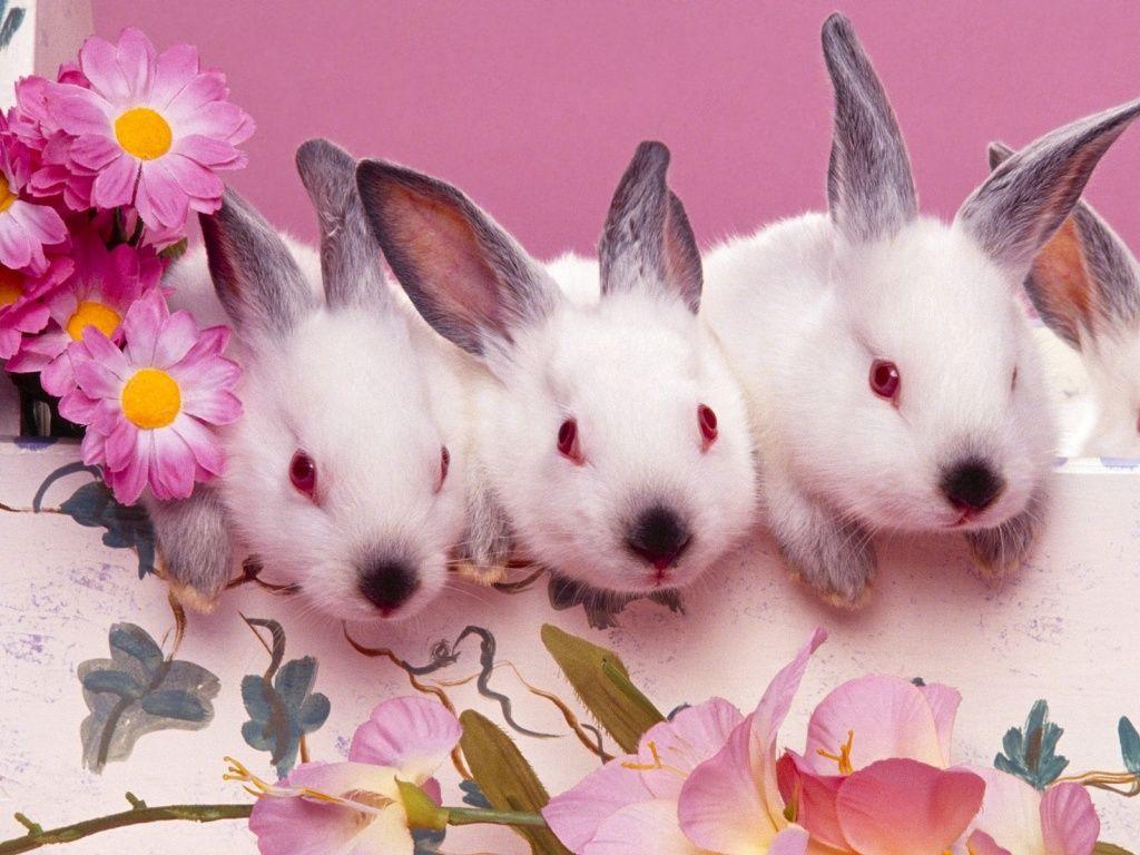 1024x768 Three Easter Bunny Wallpaper