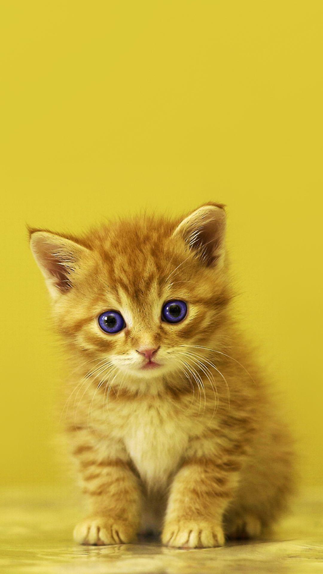 1080x1920 image Of Kitten For My Phone Wallpaper Wallpaper HD