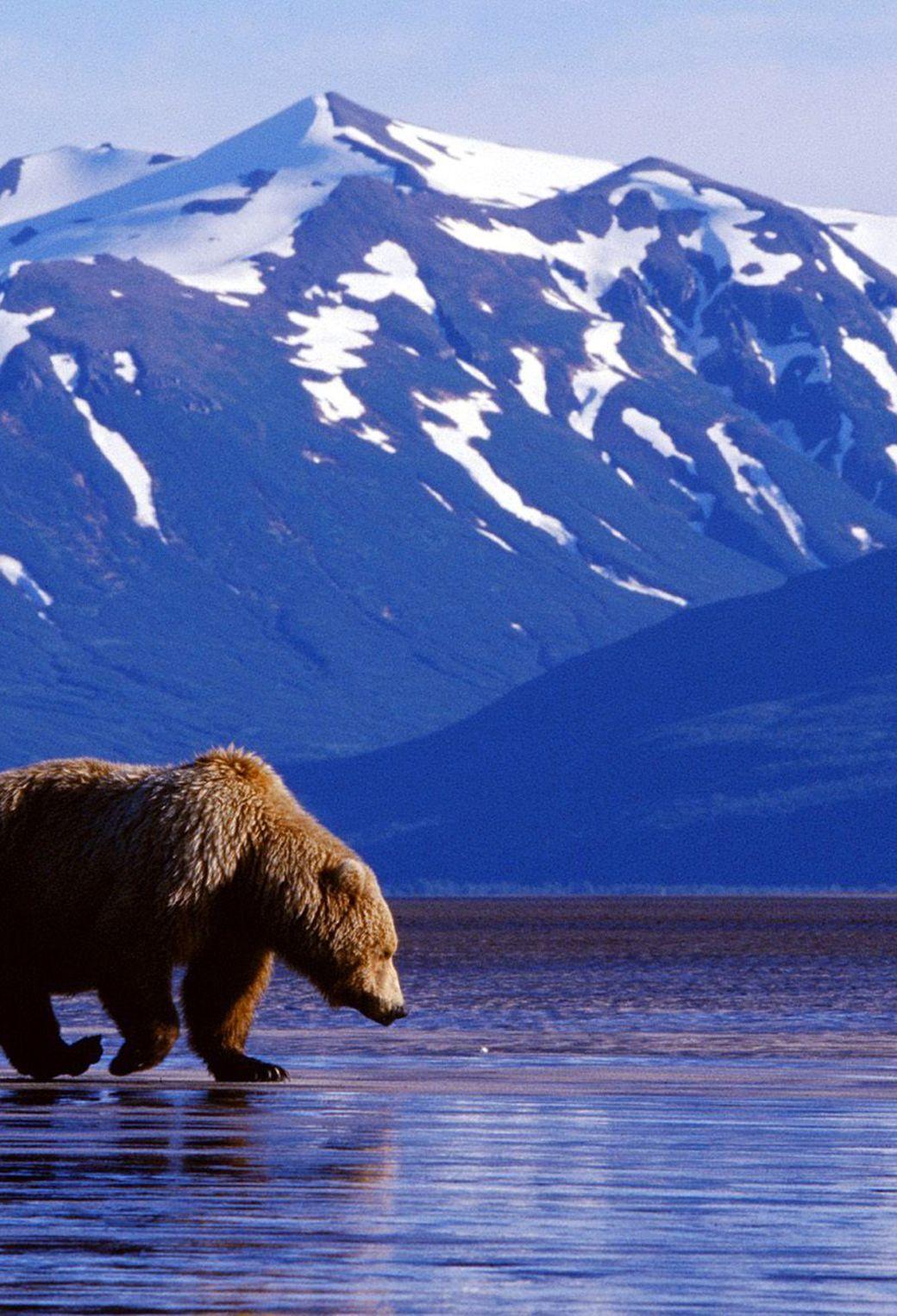 1040x1526 Alaska iPhone Wallpaper