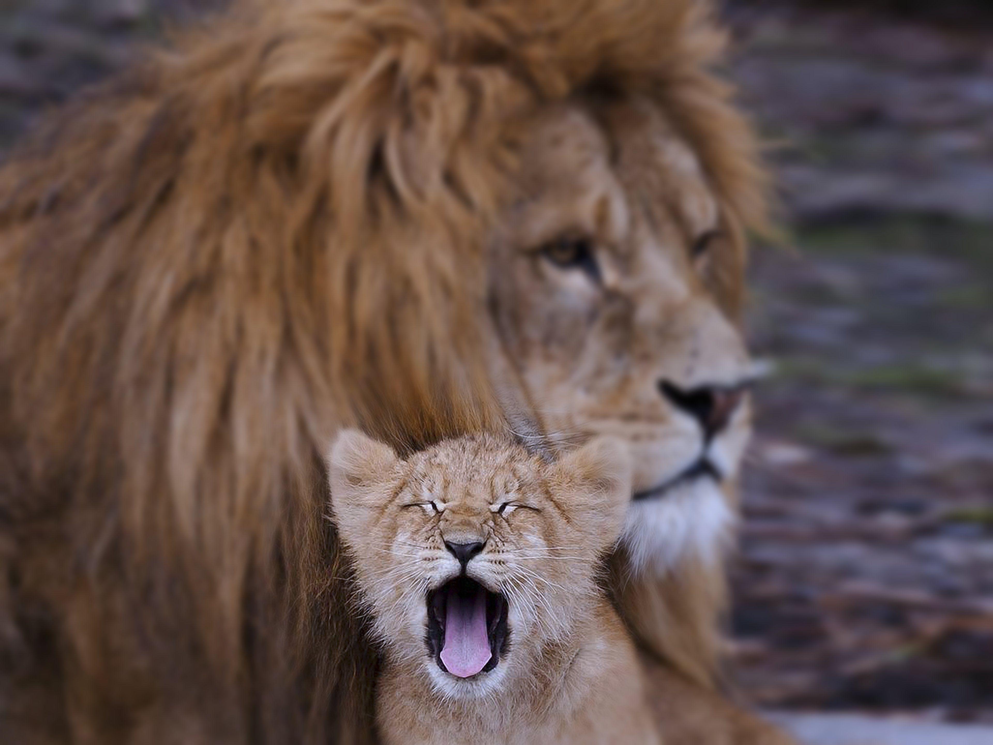 3840x2880 Lion cub animals family kids dad father son Predators wilds africa