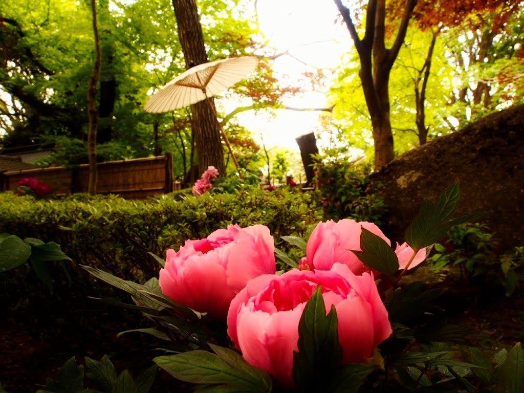 1024x768 Flowers: Spring Fowers Japanese Taito Pink Garden Flowers Japan