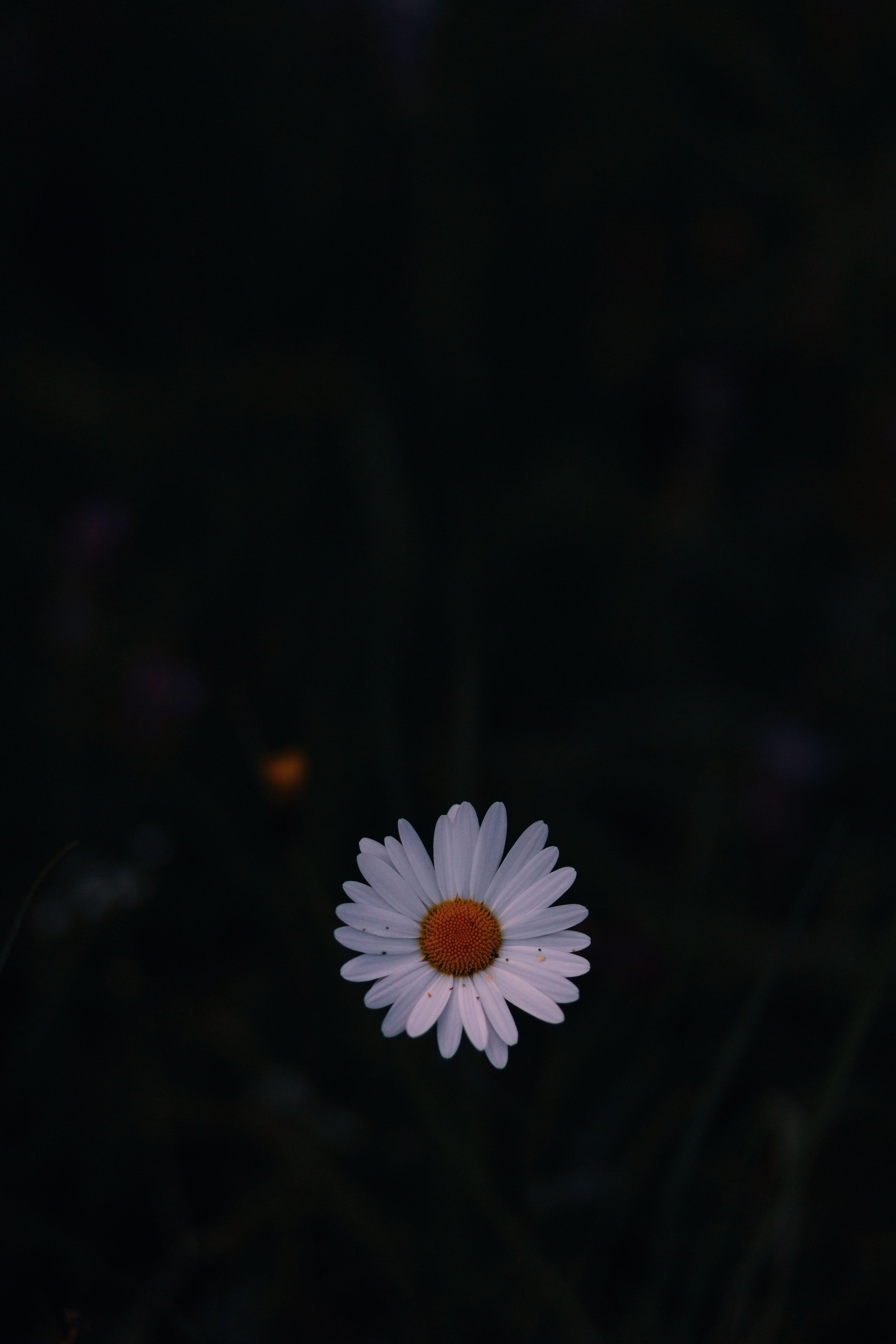 3648x5472 Hình nền Daisy, Cánh đồng hoa, Nền tối - Daisy đen