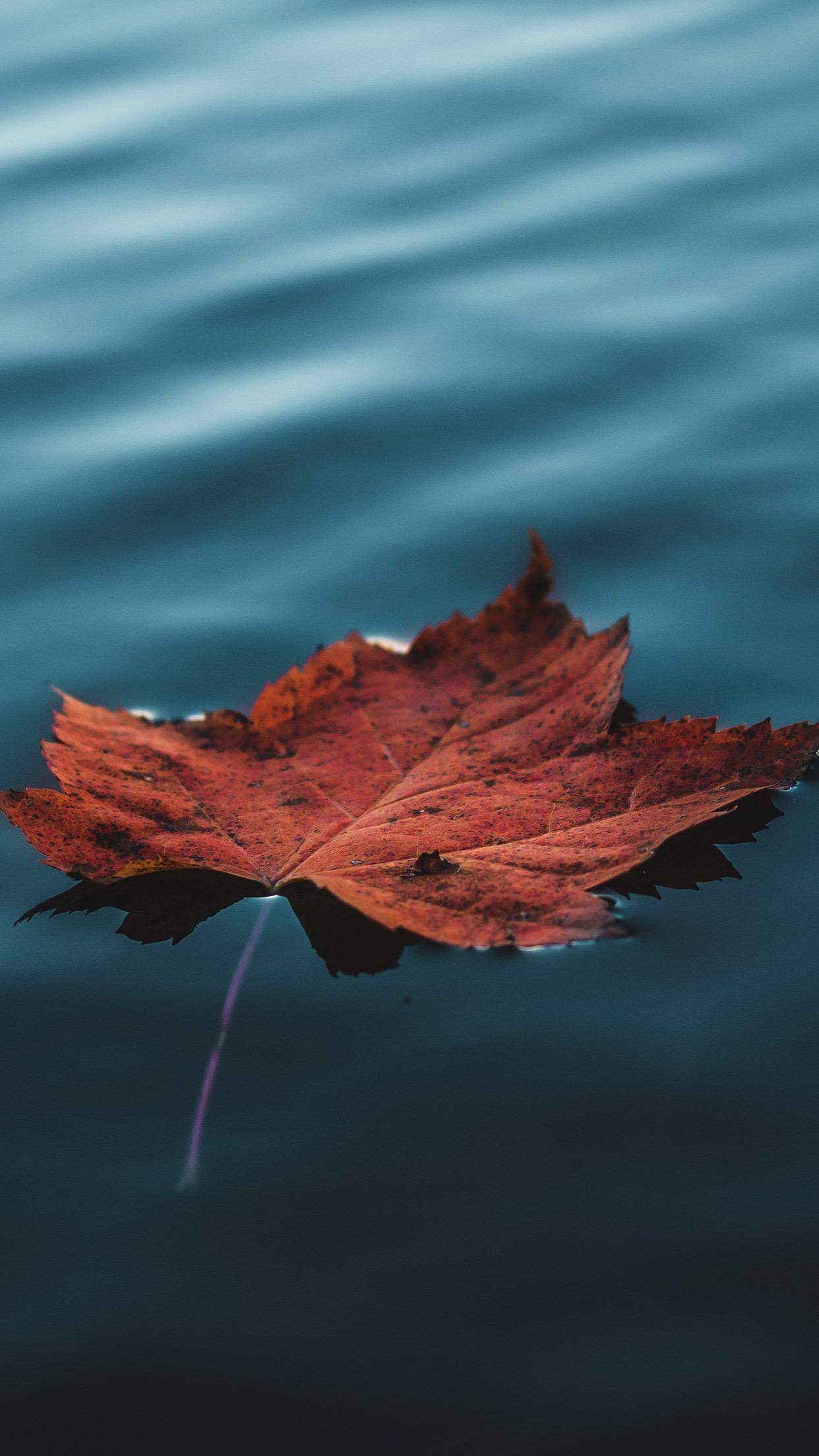 1242x2208 Beautiful Wallpaper For Apple iPhone X