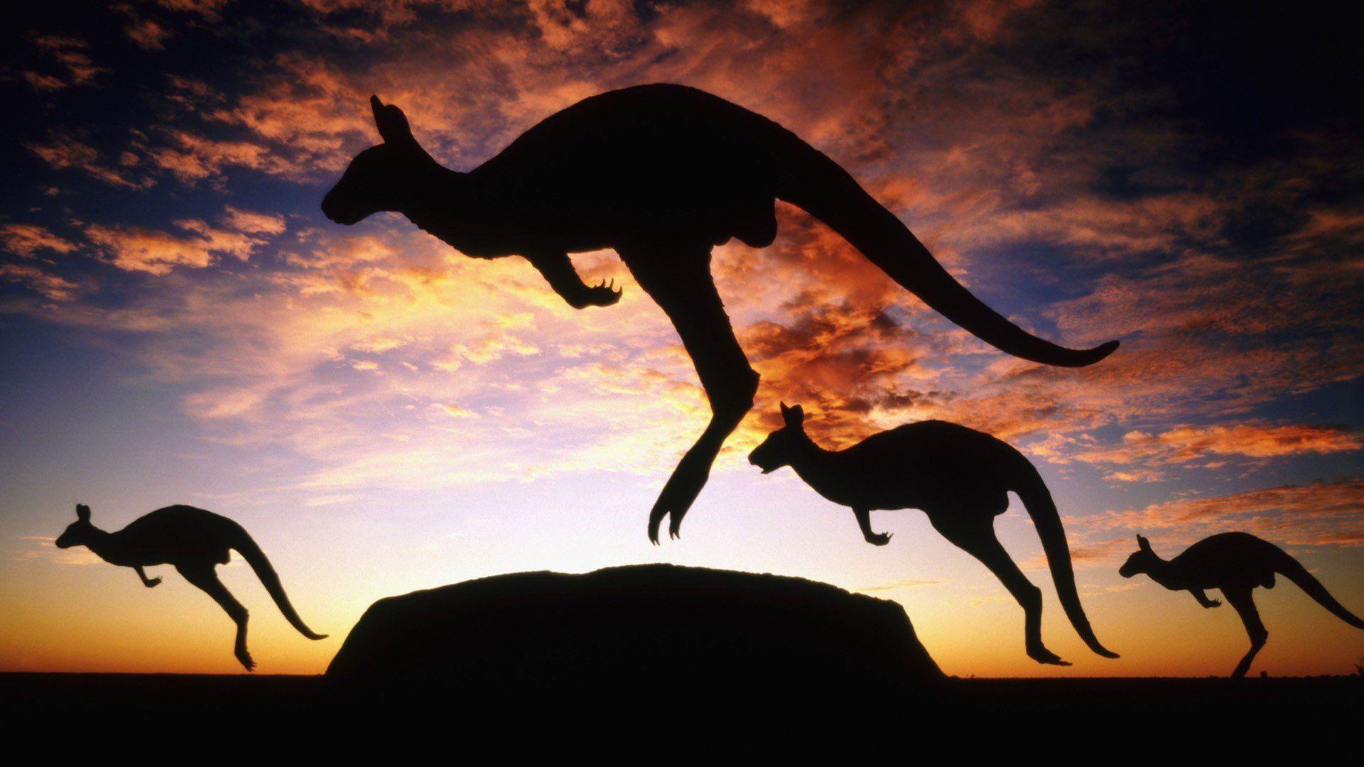 1920x1080 kangaroos, Ayers Rock, Uluru HD Wallpaper / Desktop and Mobile