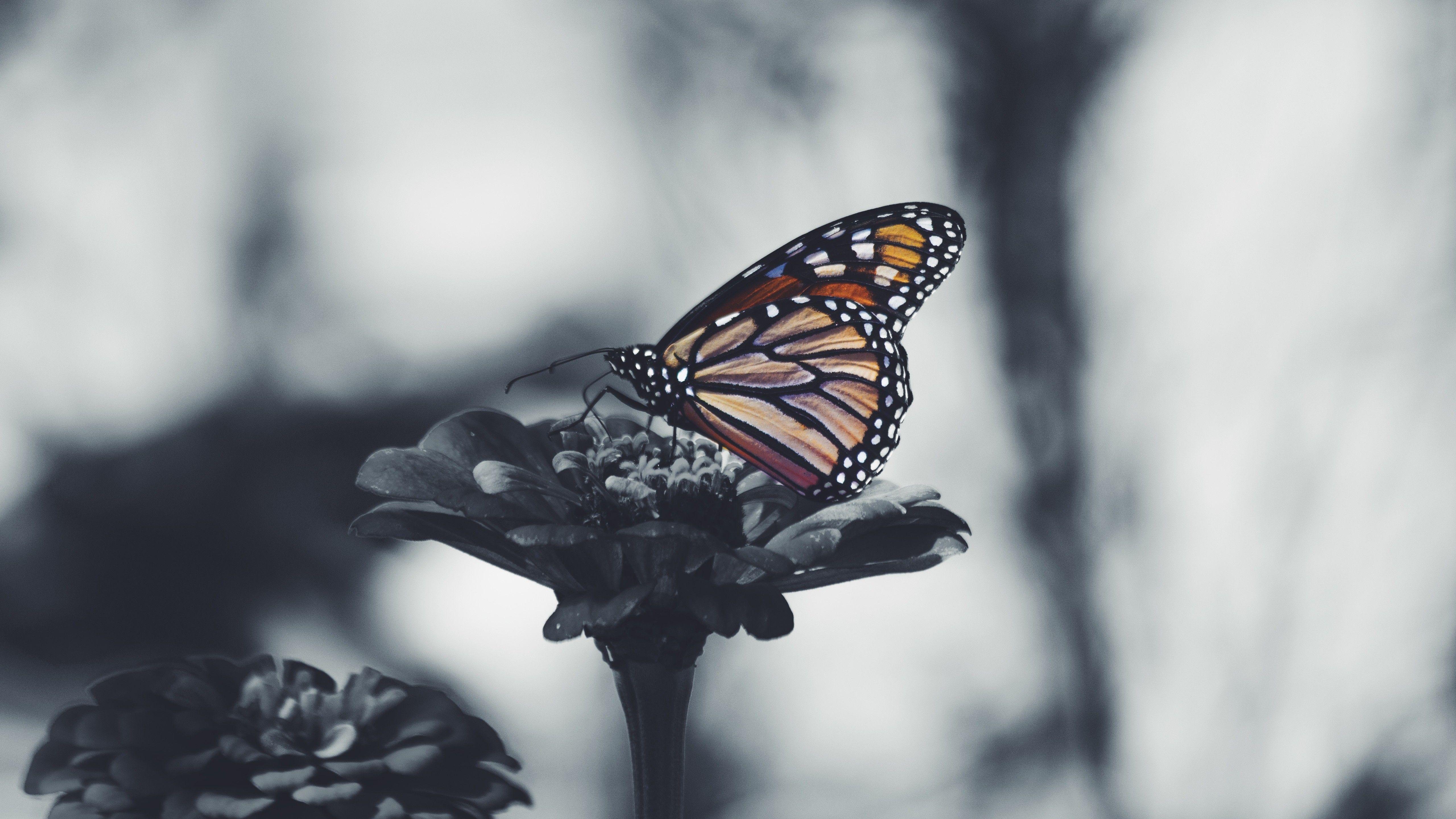 5120x2879 Butterfly 5k Black And White Desktop Background Wallpaper
