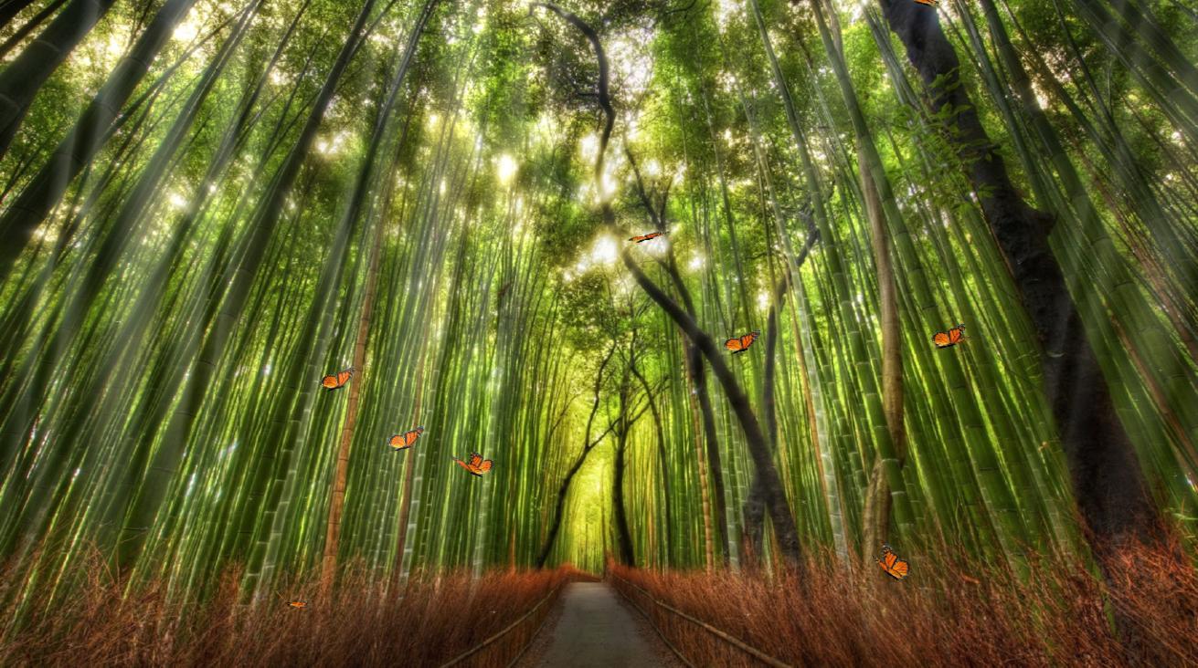 1311x732 Beautiful Bamboo Forest Screensaver
