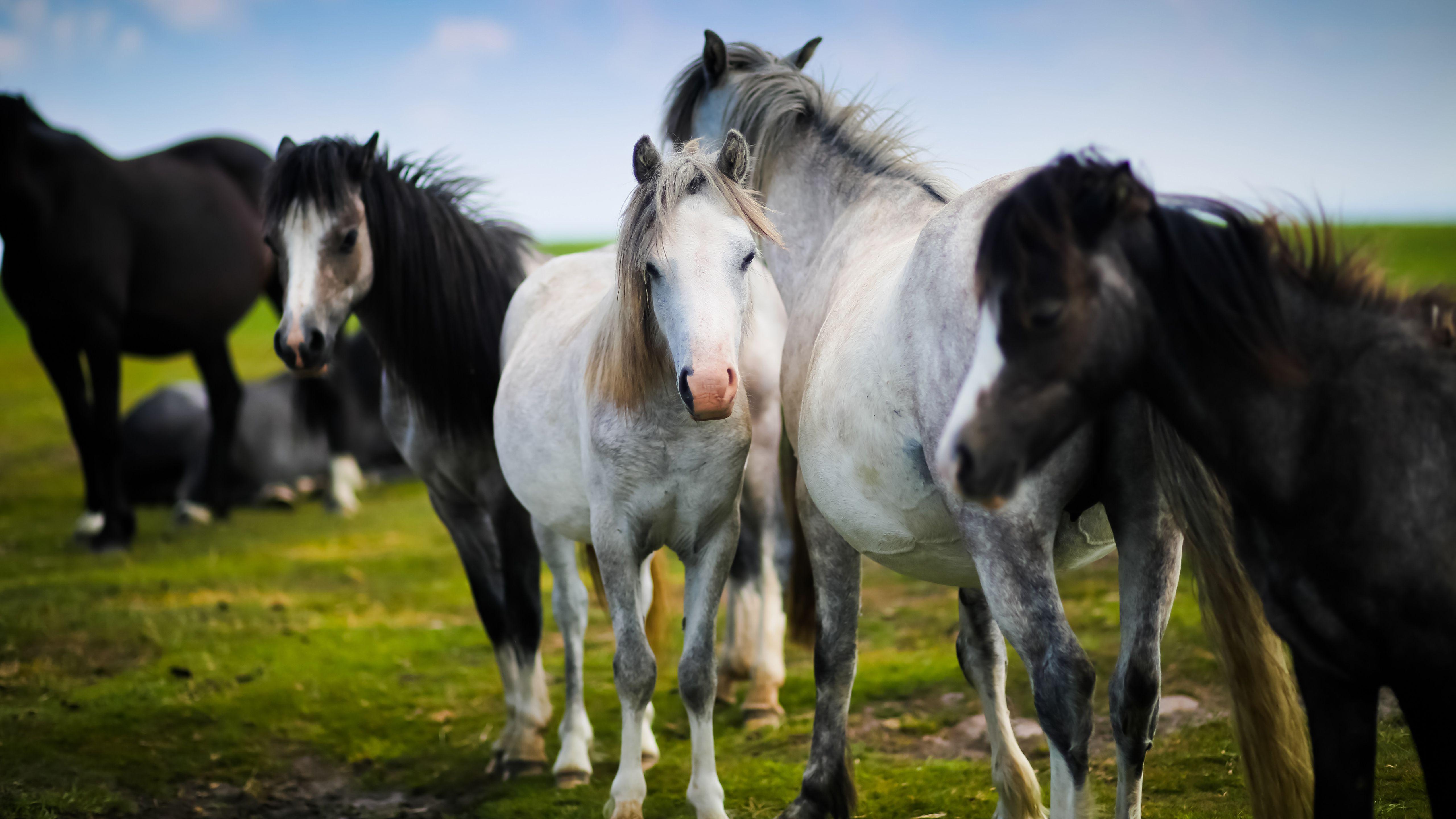 5120x2880 Welsh Pony White Horses 5K Wallpaper
