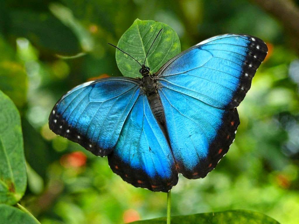 Forest Fly Butterfly Wallpapers - Top Free Forest Fly Butterfly ...