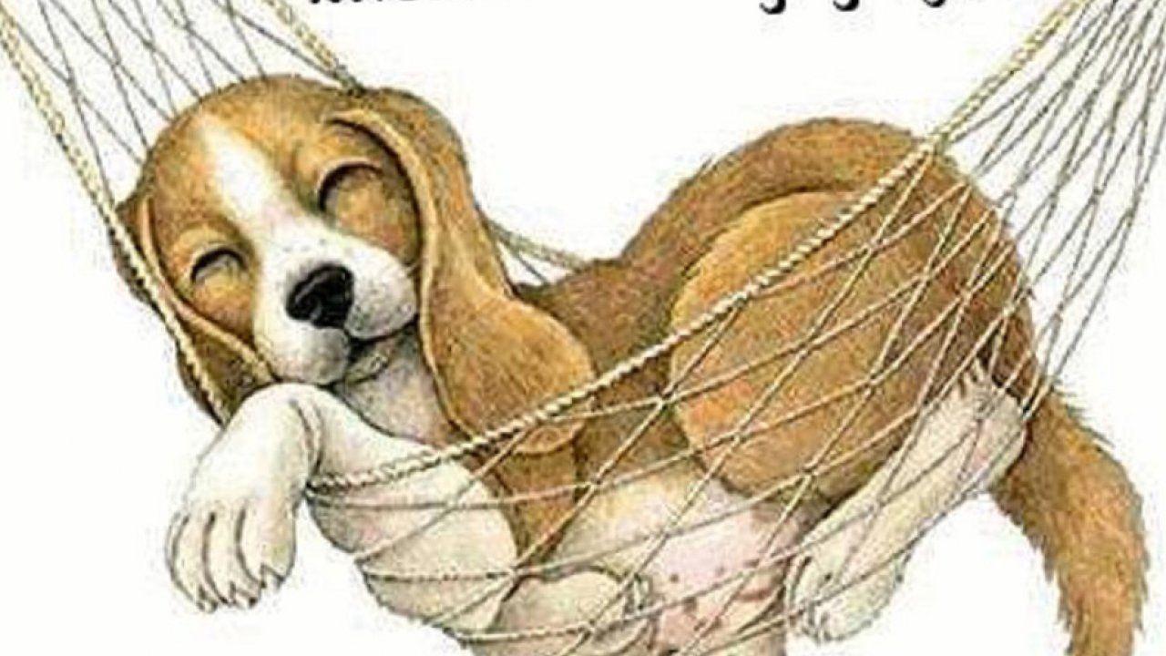 1280x720 Dog Background, Best Friend, Dog Eye, Wallpaper Of Dog, HD Animal Wallpaper, Free Dog Image, Cute, , 905x722