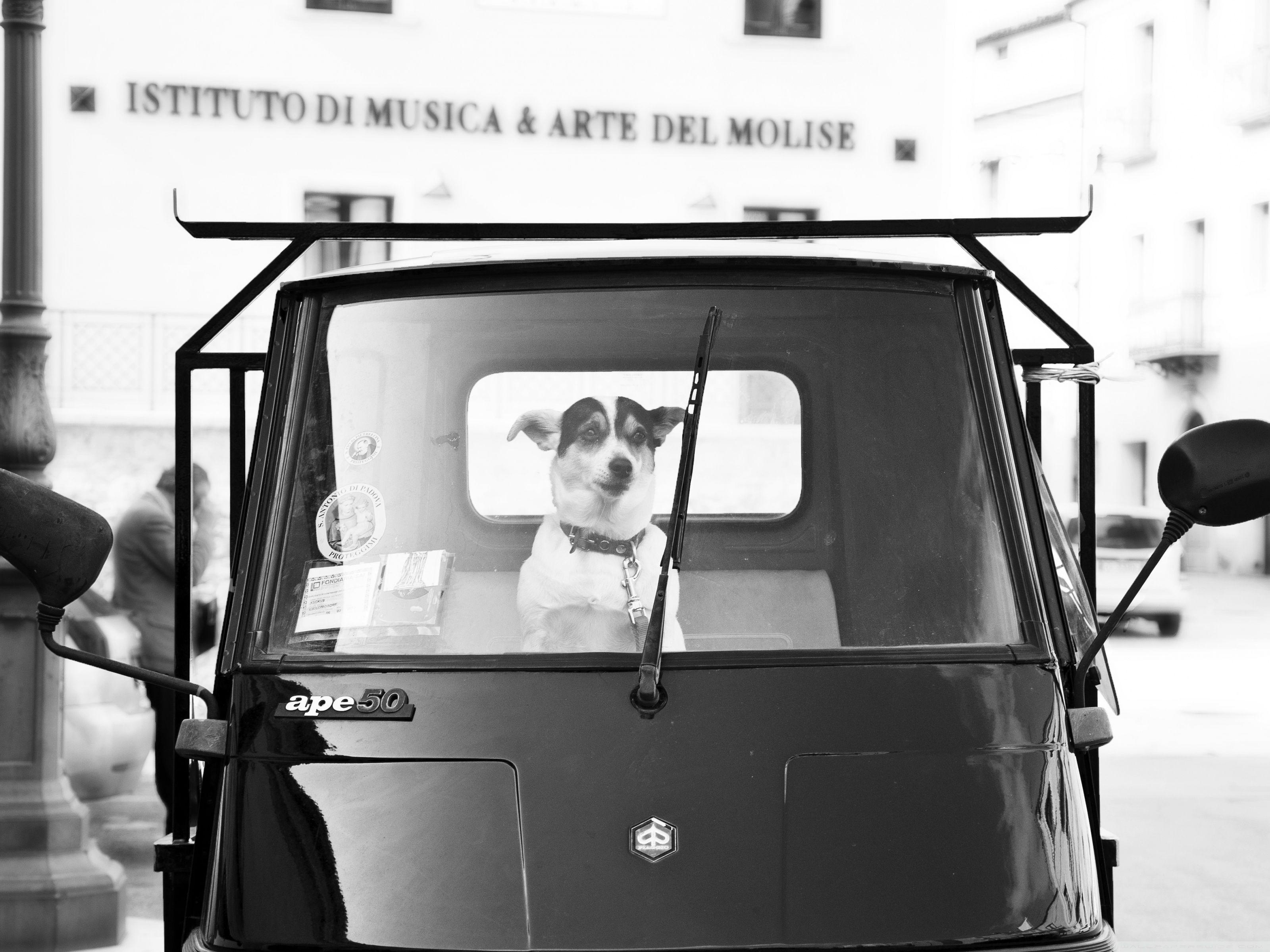 3200x2400 A Man's Best Friend Ultra HD Desktop Background Wallpaper for 4K