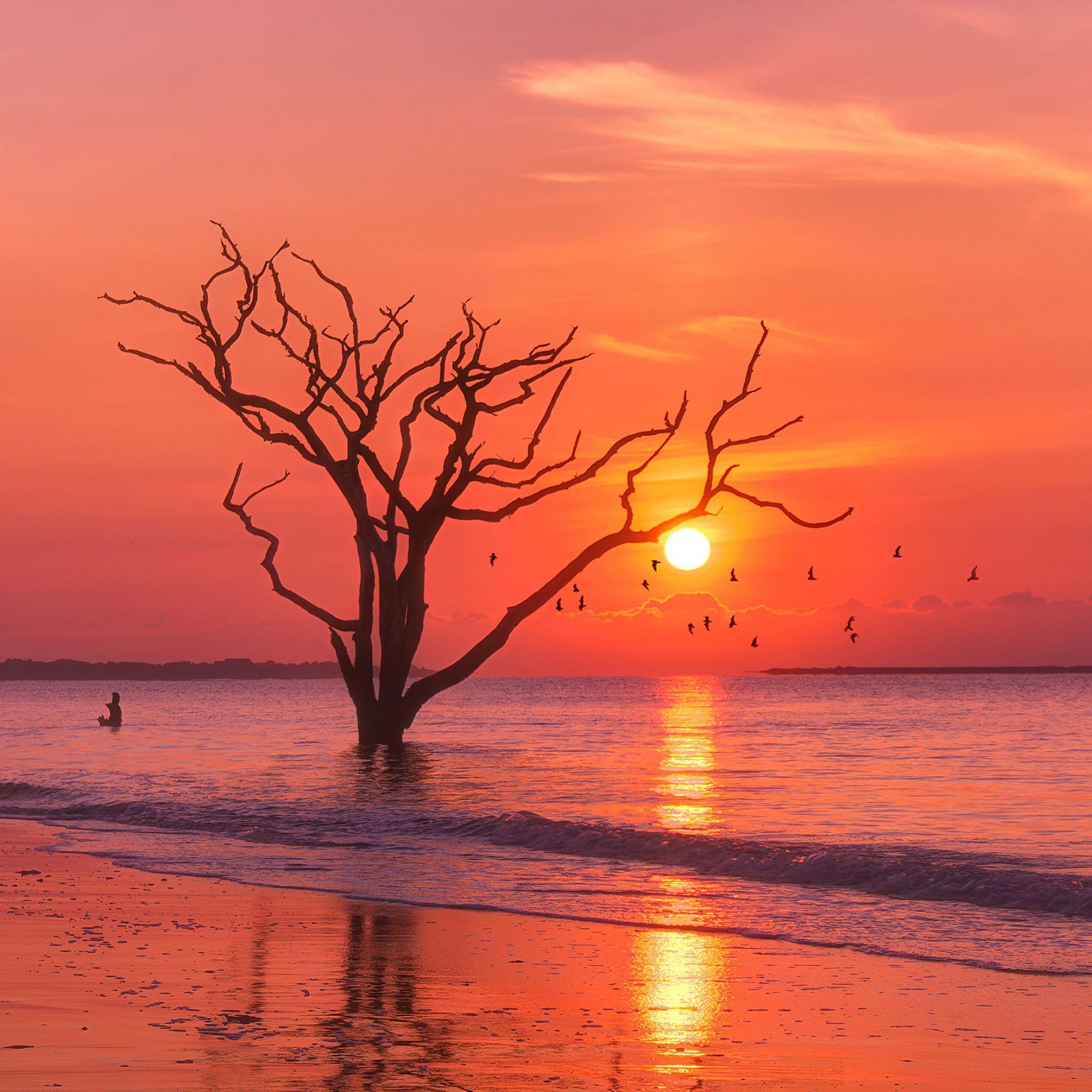 2048x2048 Birds Ocean Sunset Tree iPad Air HD 4k Wallpaper
