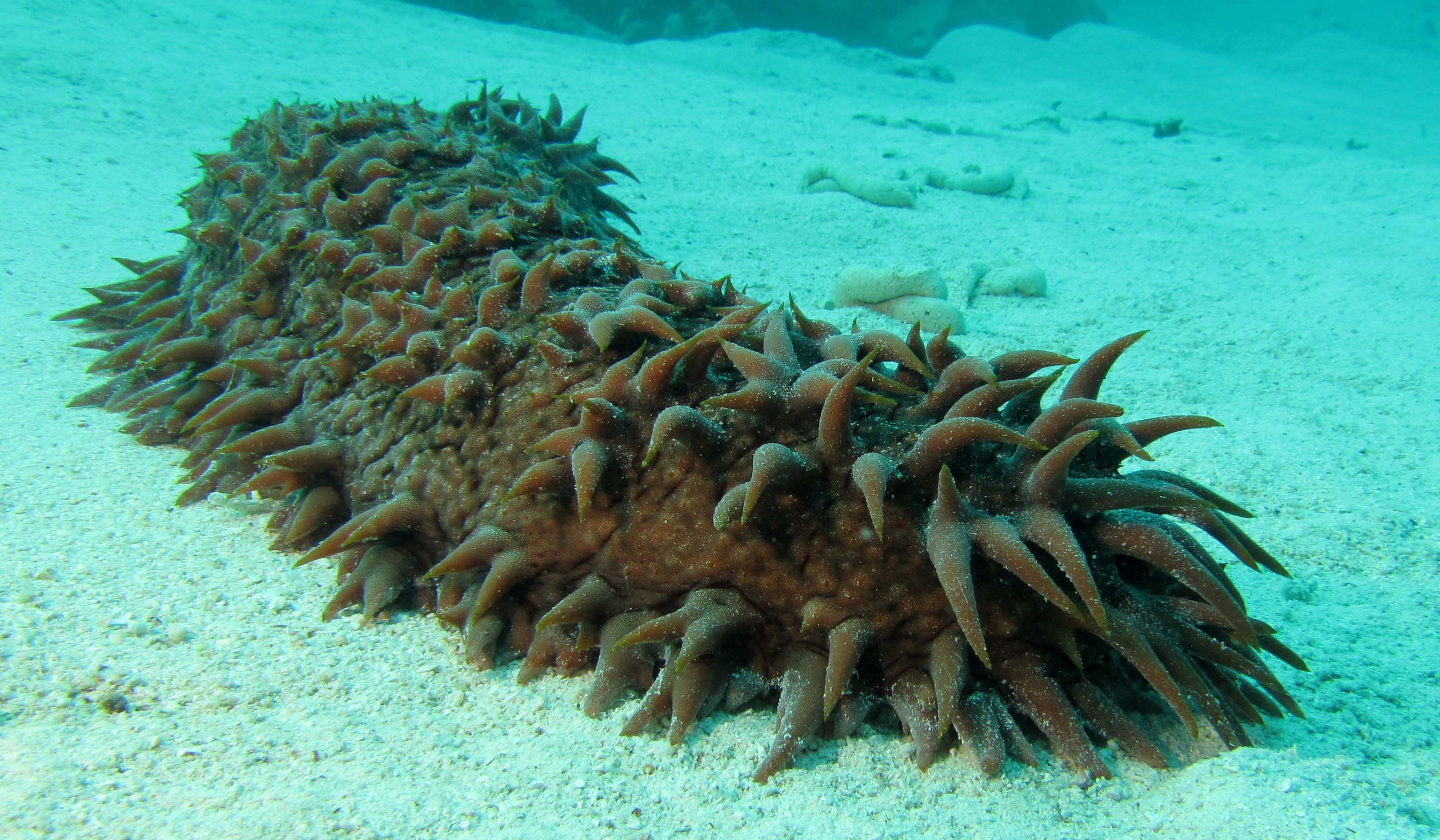3132x1827 Sea Cucumber Wallpaper