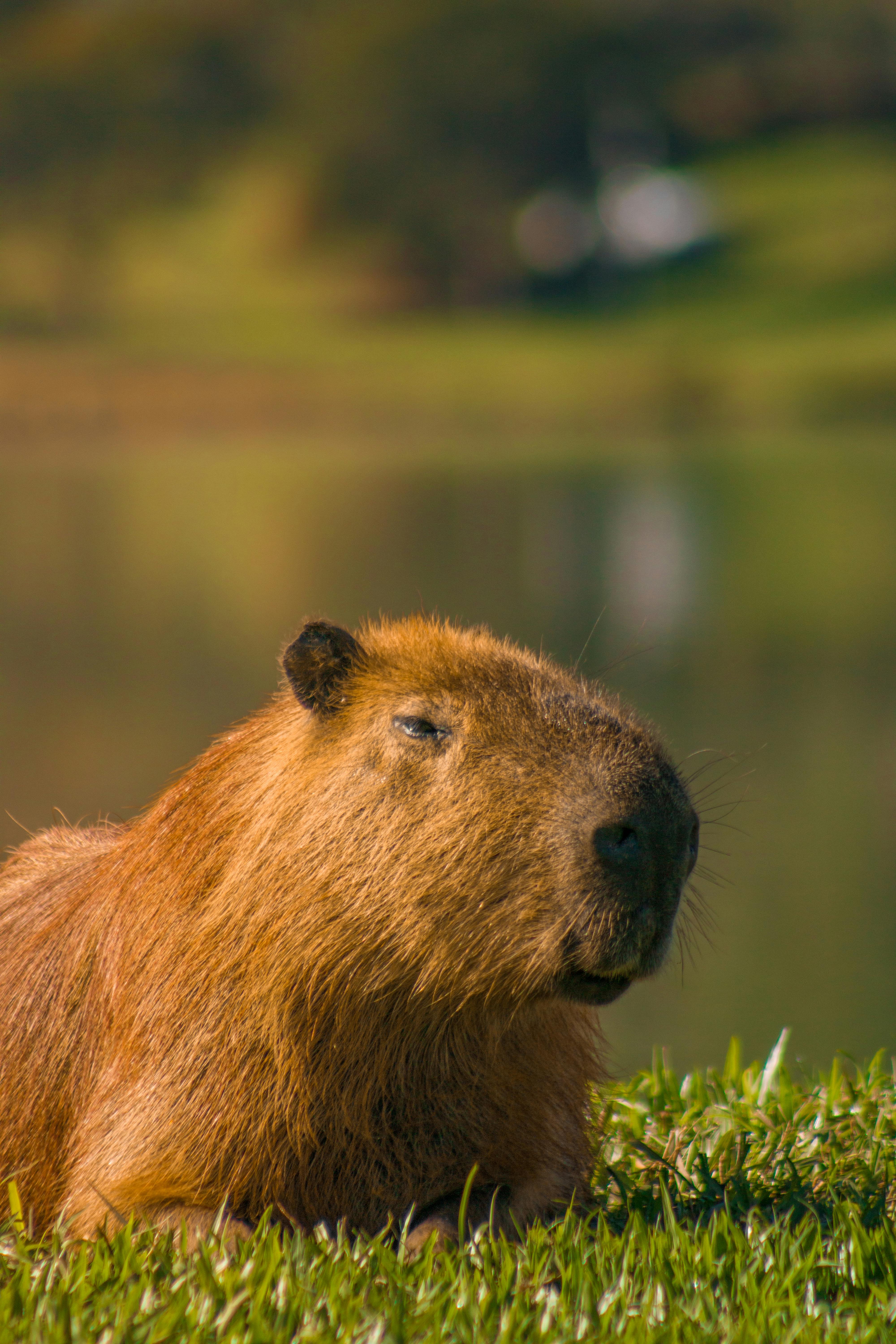 4000x6000 Close Up Of A Capybara Lying On The Grass · Free
