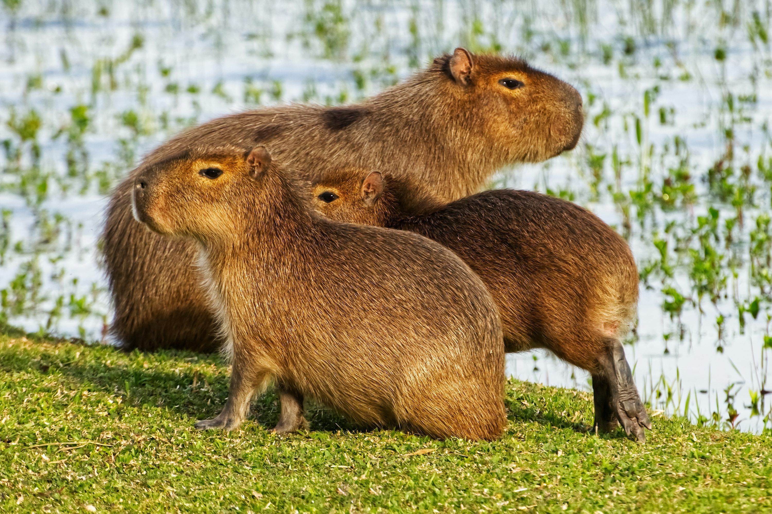 3000x1998 Three capybaras resting on grassy bank photo