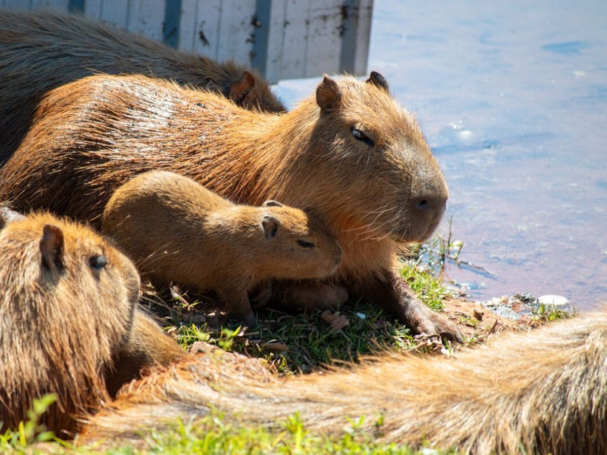 1200x900 Baby Capybara's Spirited 'Appreciation Day' at the San Antonio Zoo Is Full of Pure Goodness