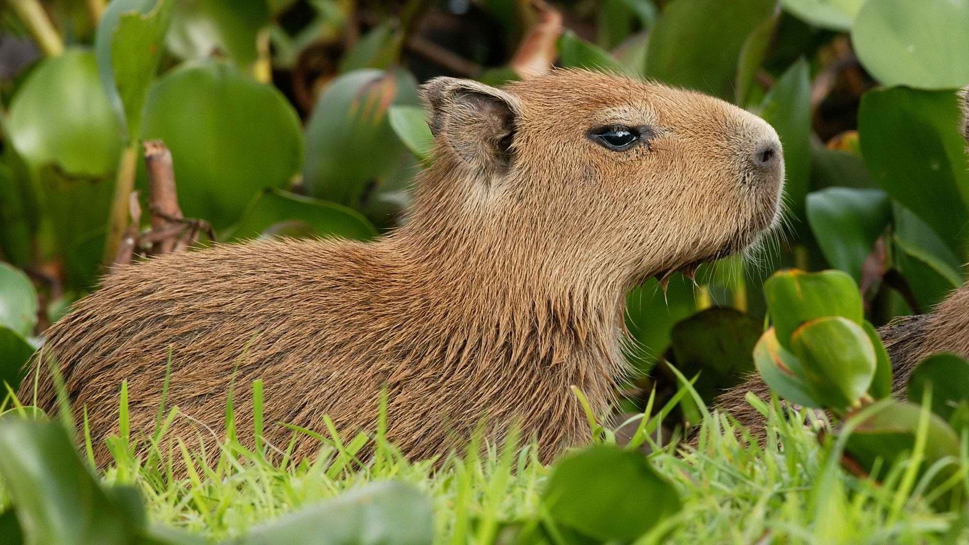 1920x1080 venezuela, Capybara Wallpaper HD / Desktop and Mobile Background