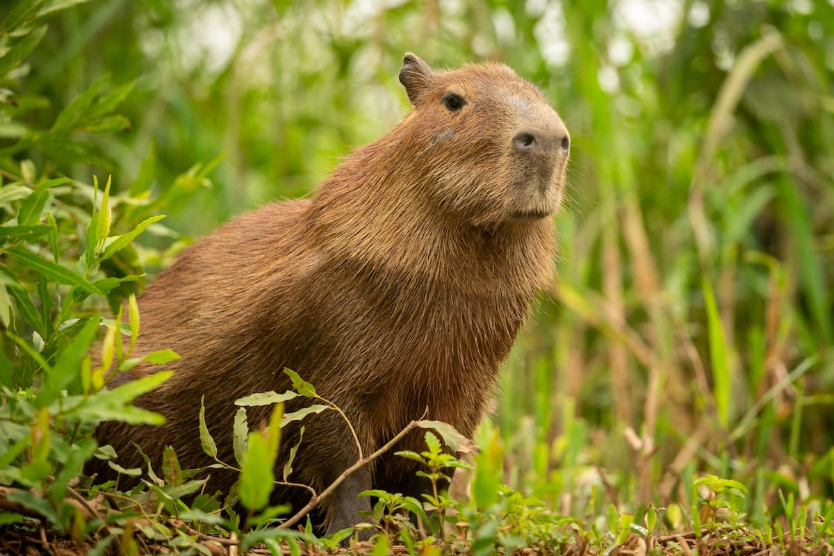 1200x800 Baby Capybara Gives 'Big Stretches' at Texas Zoo Just Like a Puppy