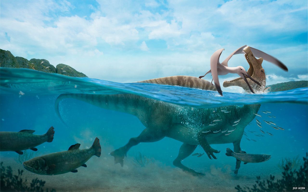 1280x800 Huge spinosaurids were swimming around the shallow waters of Brazil at least 10 million years before Spinosaurus did the same in