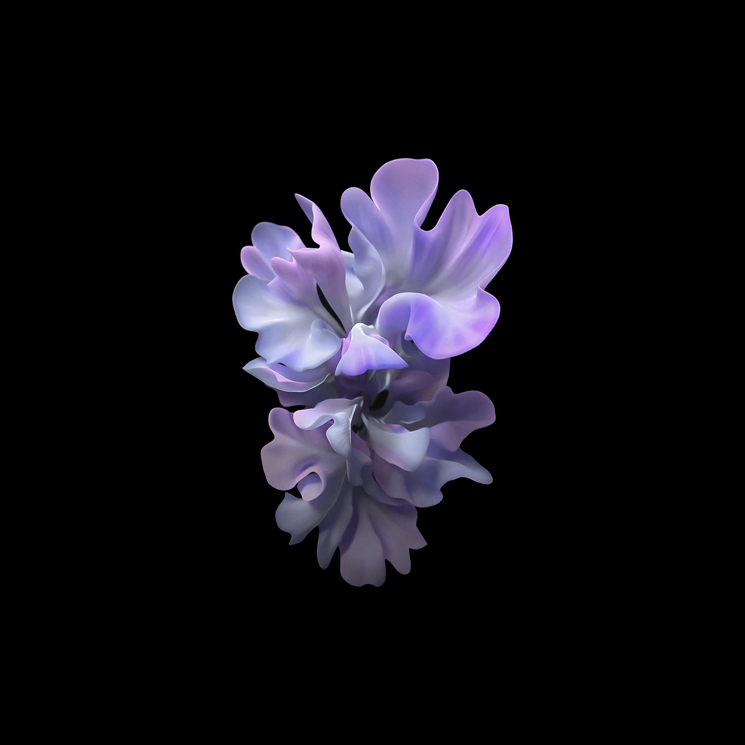 2500x2500 Samsung Galaxy Z Flip Stock Purple Flower