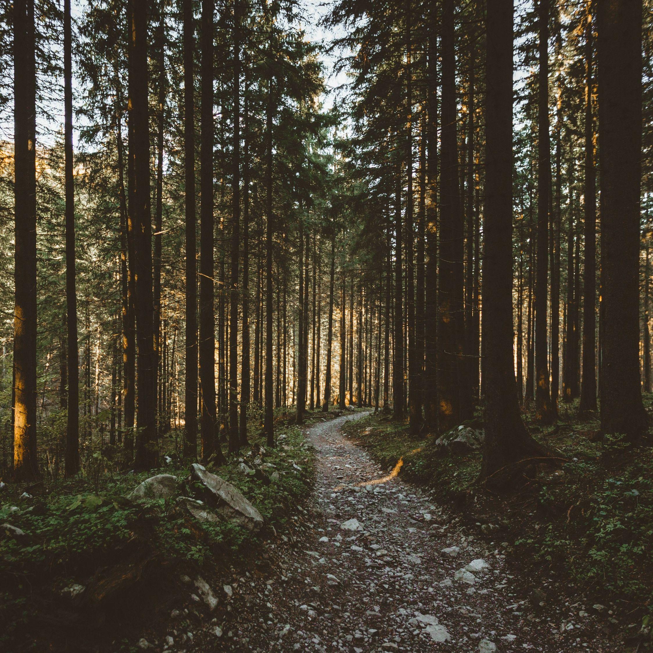 2248x2248 Download 2248x2248 wallpaper dirt, pathway, forest, trees, nature